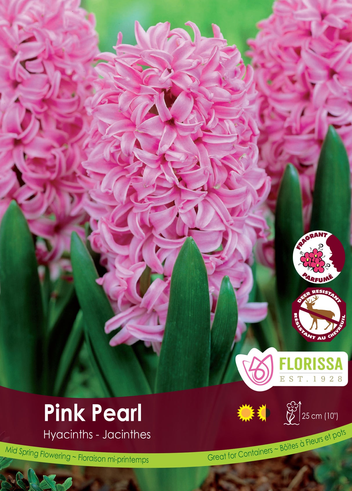 Hyacinth - Pink Pearl Bulk