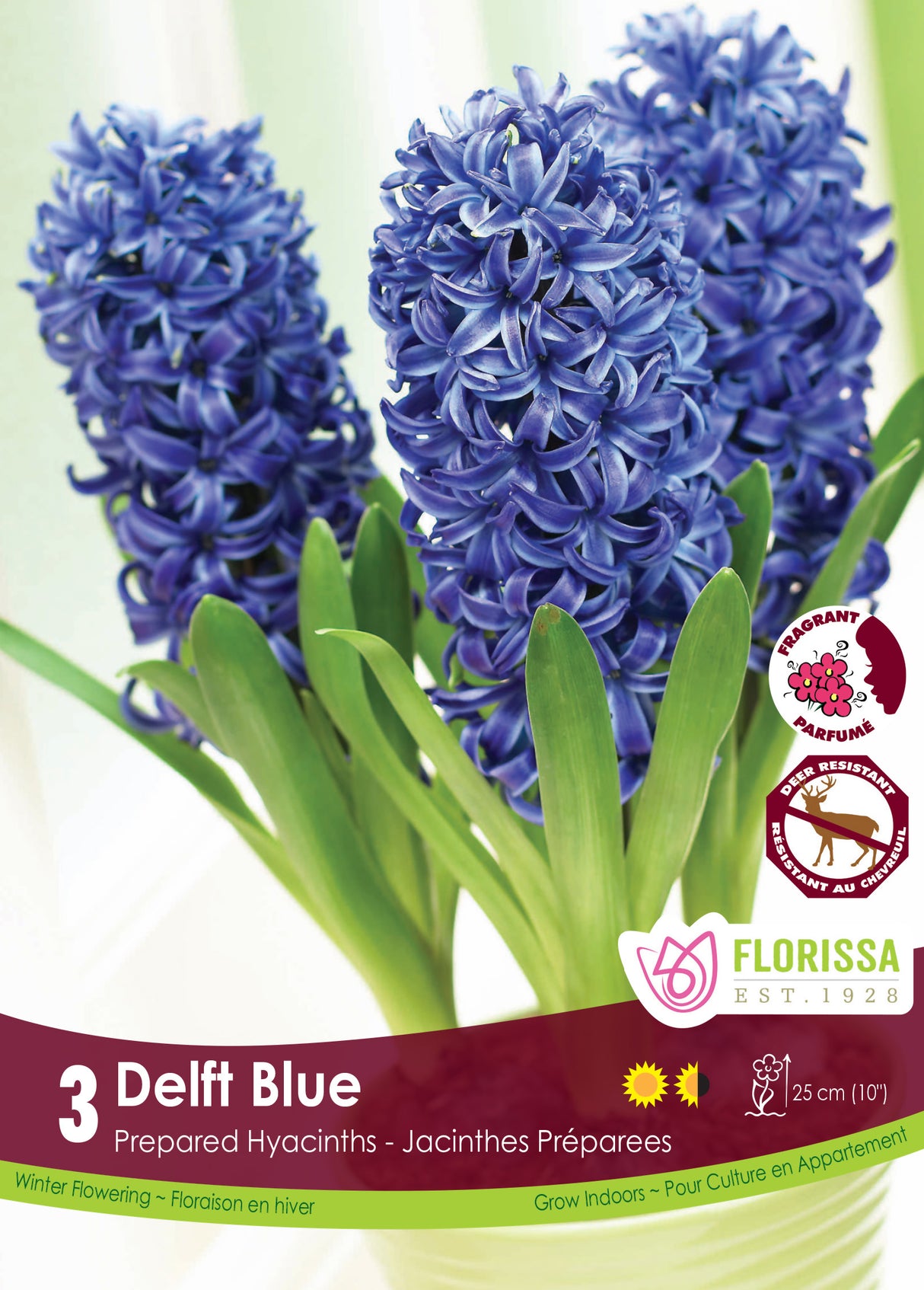 Hyacinth Prepared - Delft Blue Retail