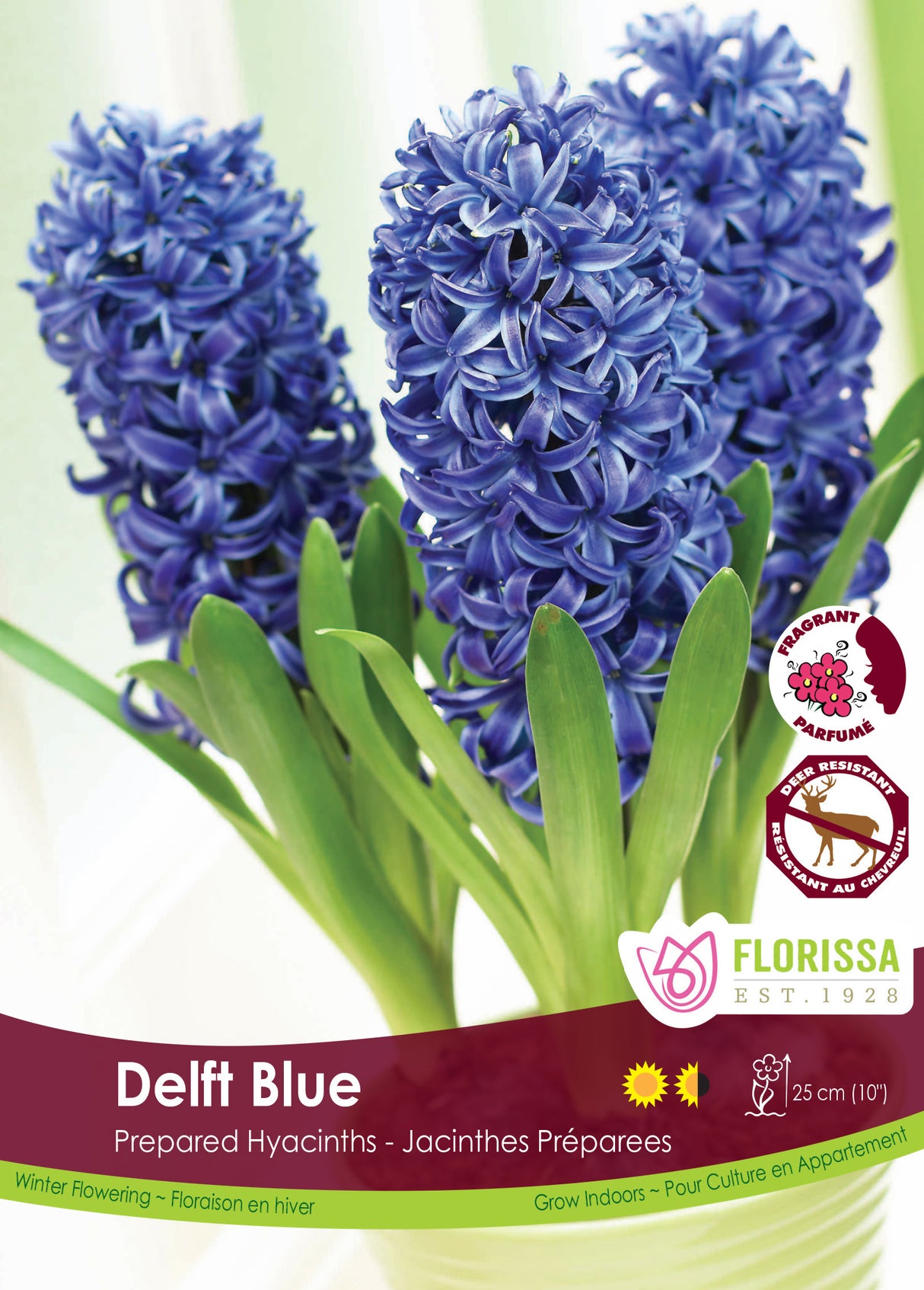 Hyacinth Prepared - Delft Blue Bulk
