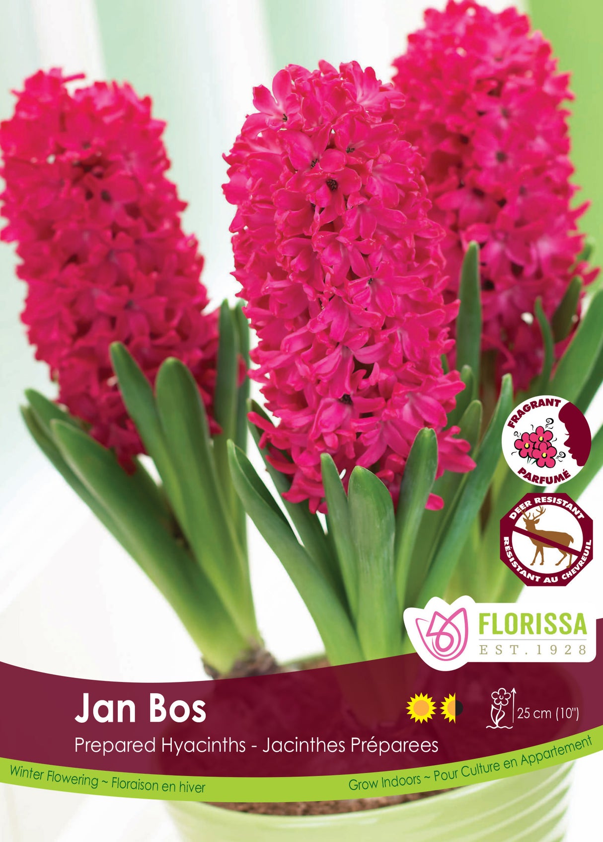 Hyacinth Prepared - Jan Bos Bulk