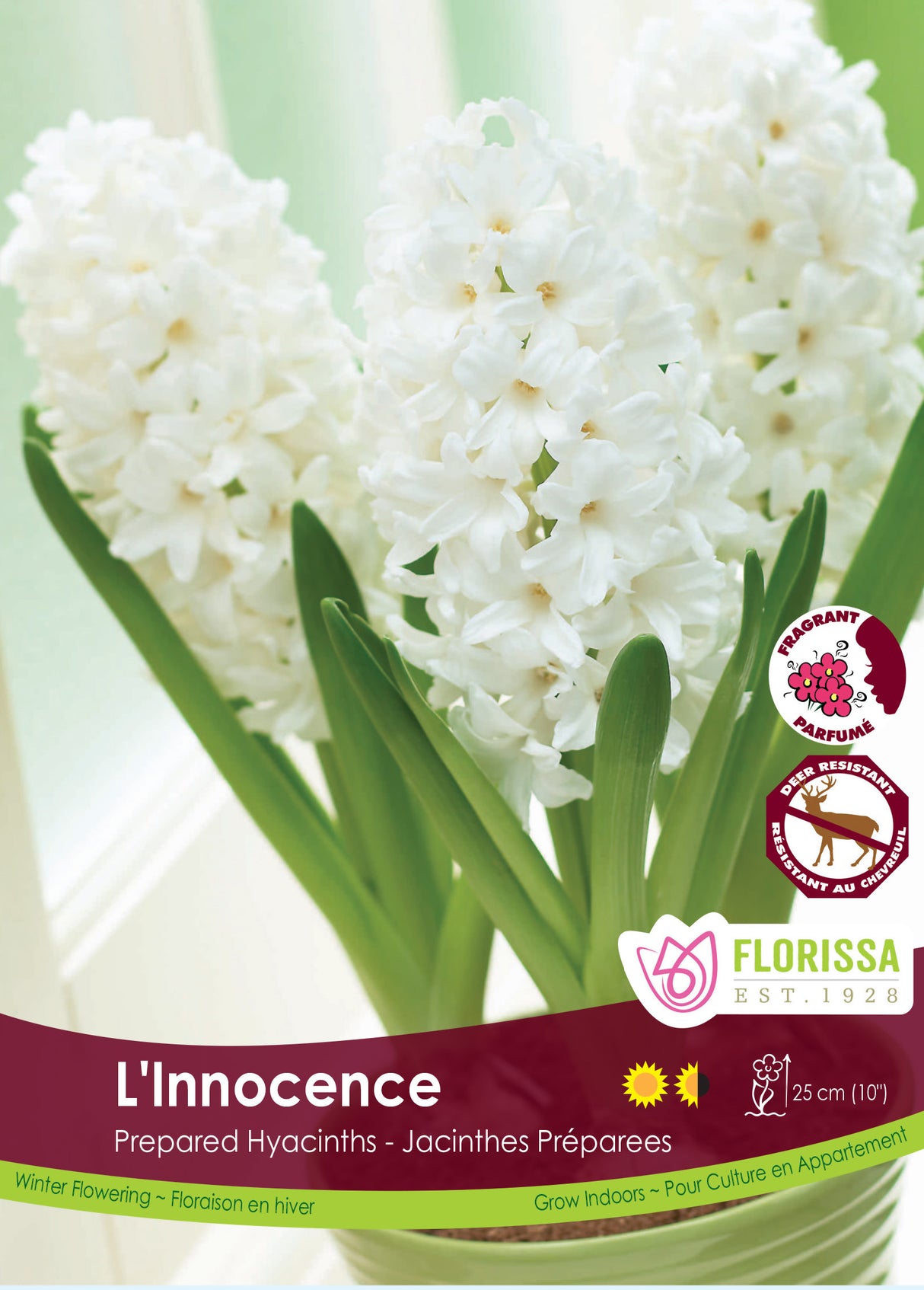 Hyacinth Prepared - L'Innocence Bulk
