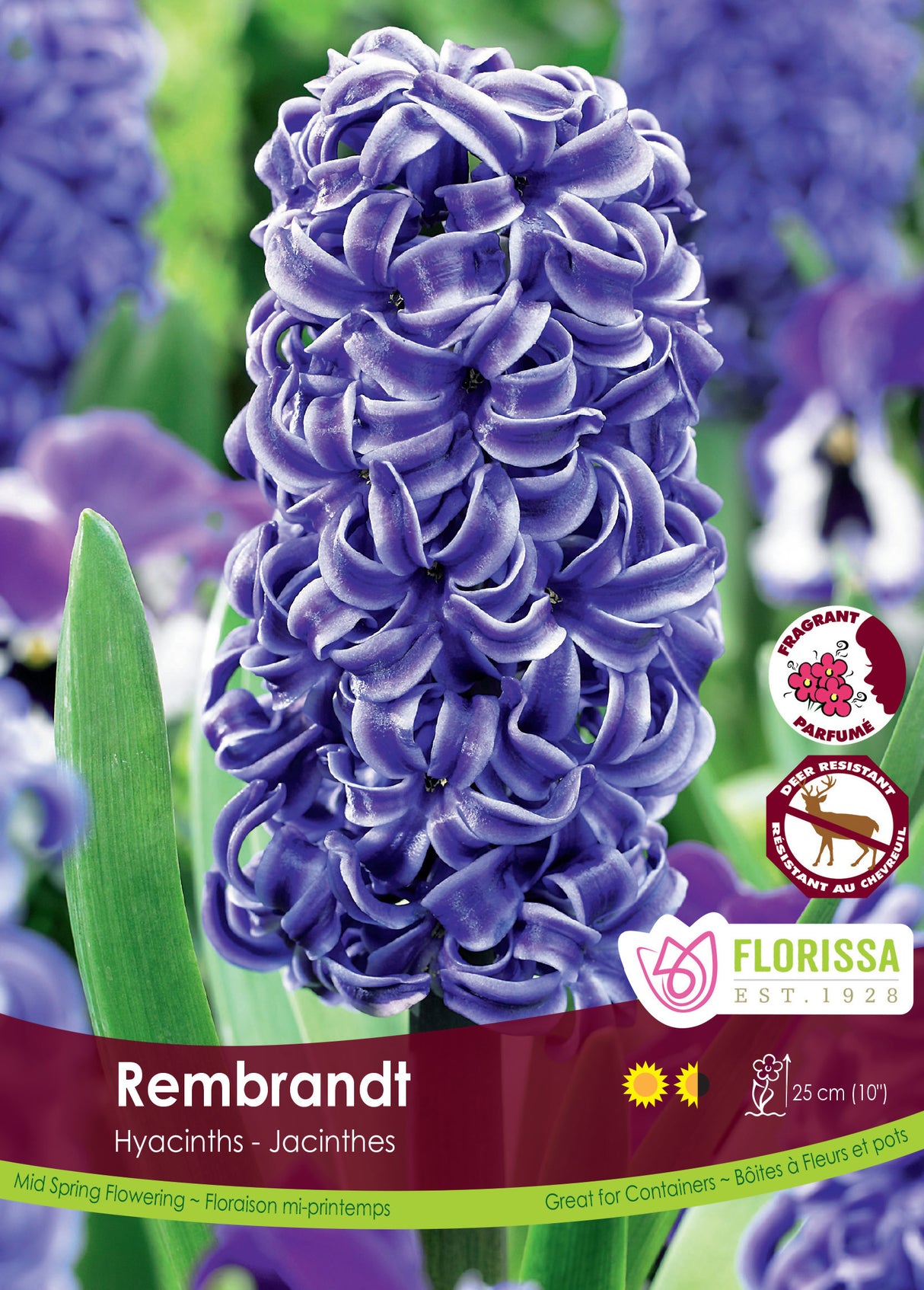Hyacinth - Rembrandt Bulk