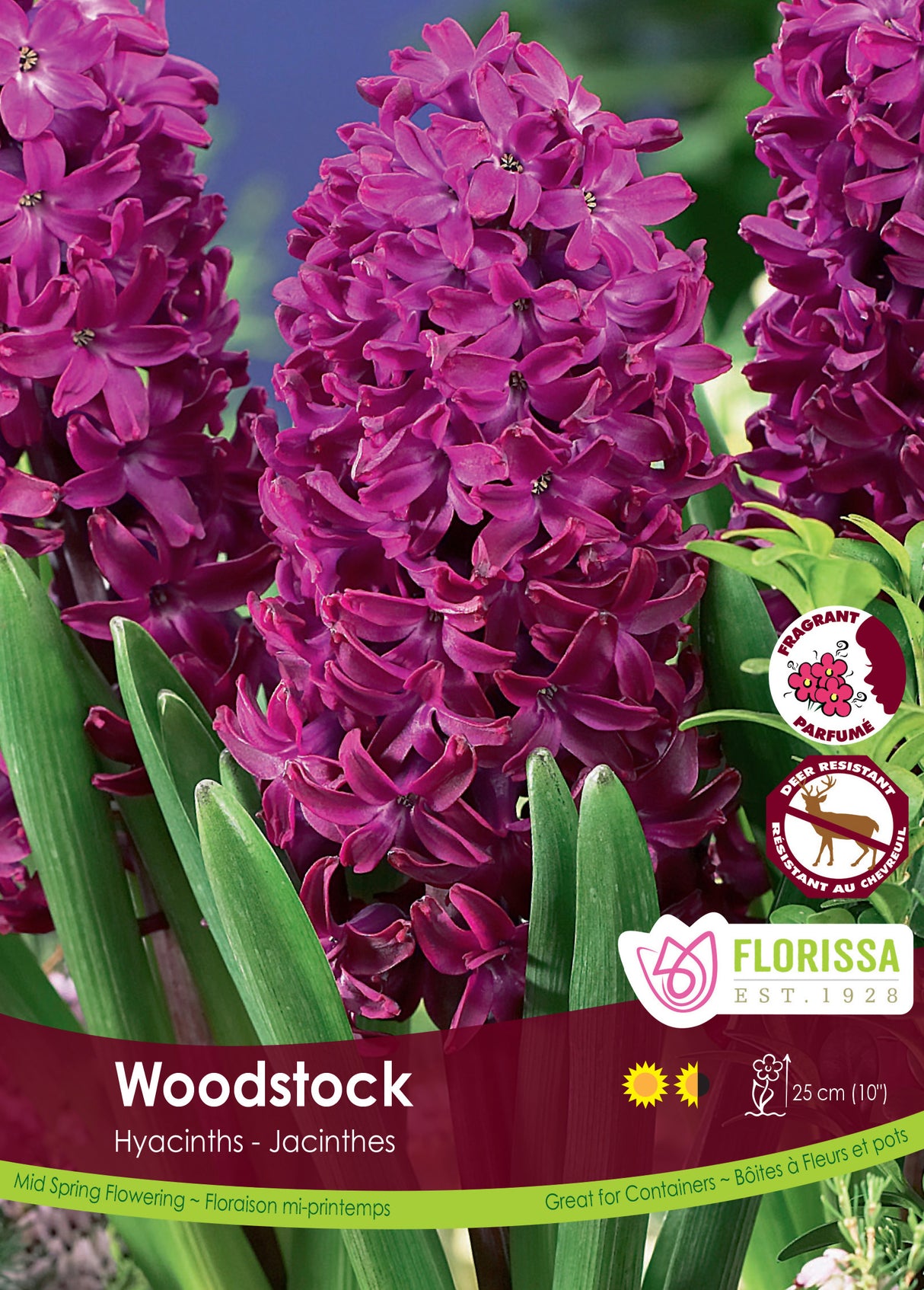Hyacinth - Woodstock Bulk