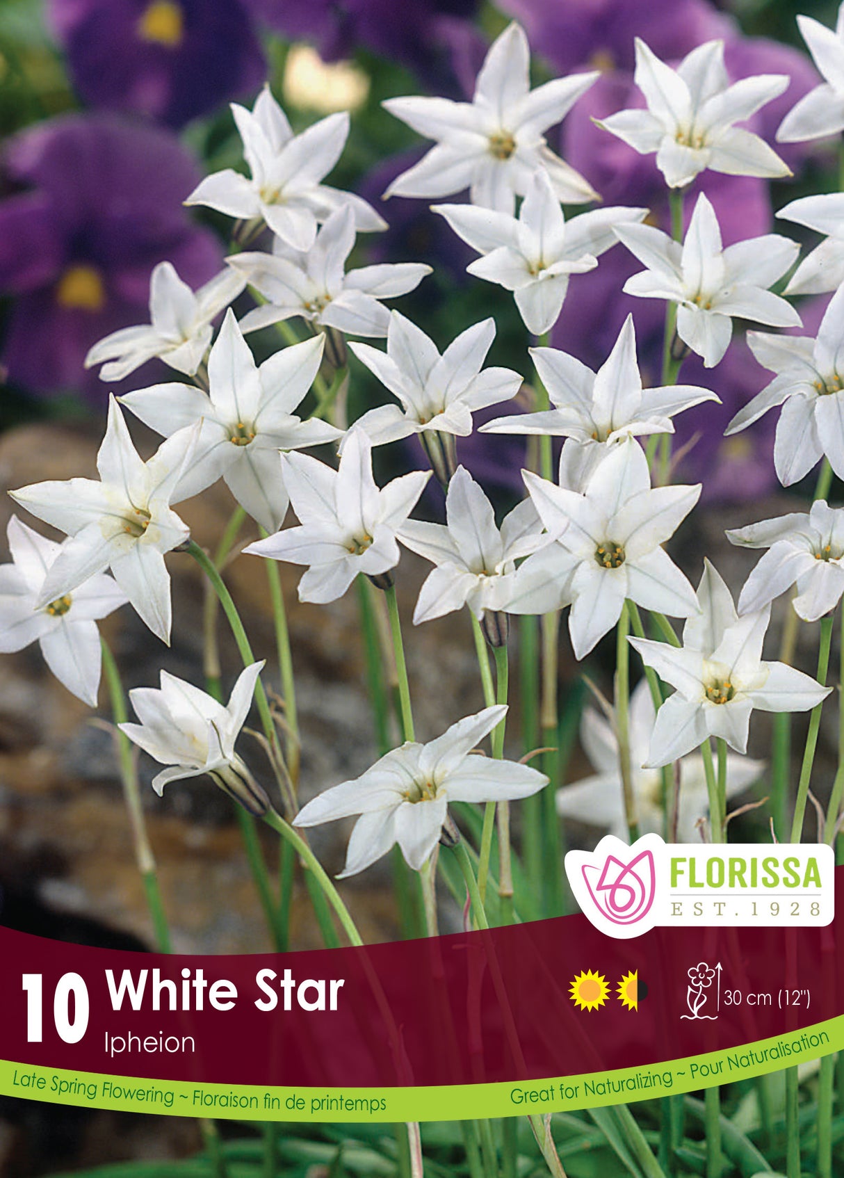 Ipheion - White Star Retail