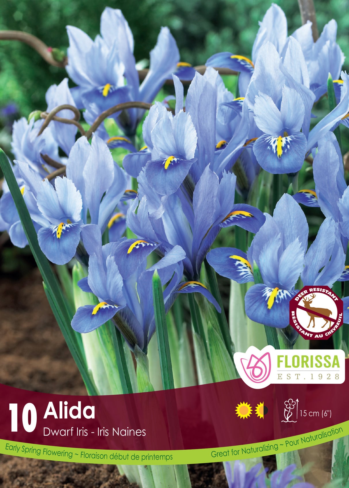 Iris Dwarf - Alida Retail