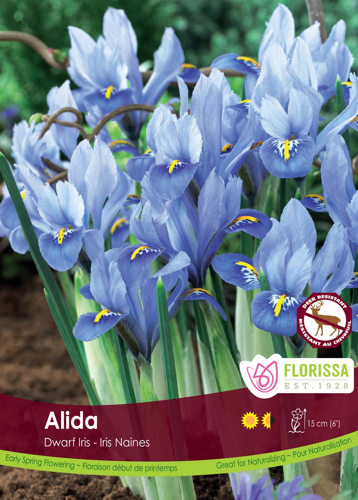 Iris Dwarf - Alida Bulk