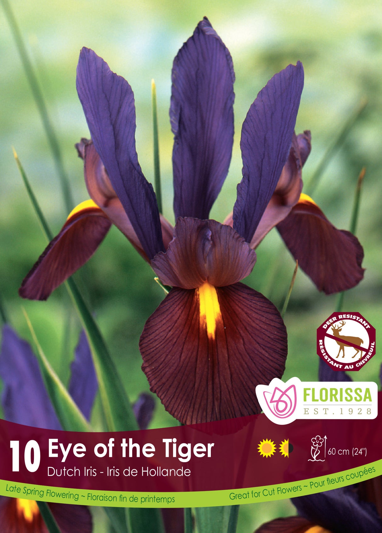 Iris Dutch - Eye of the Tiger Retail