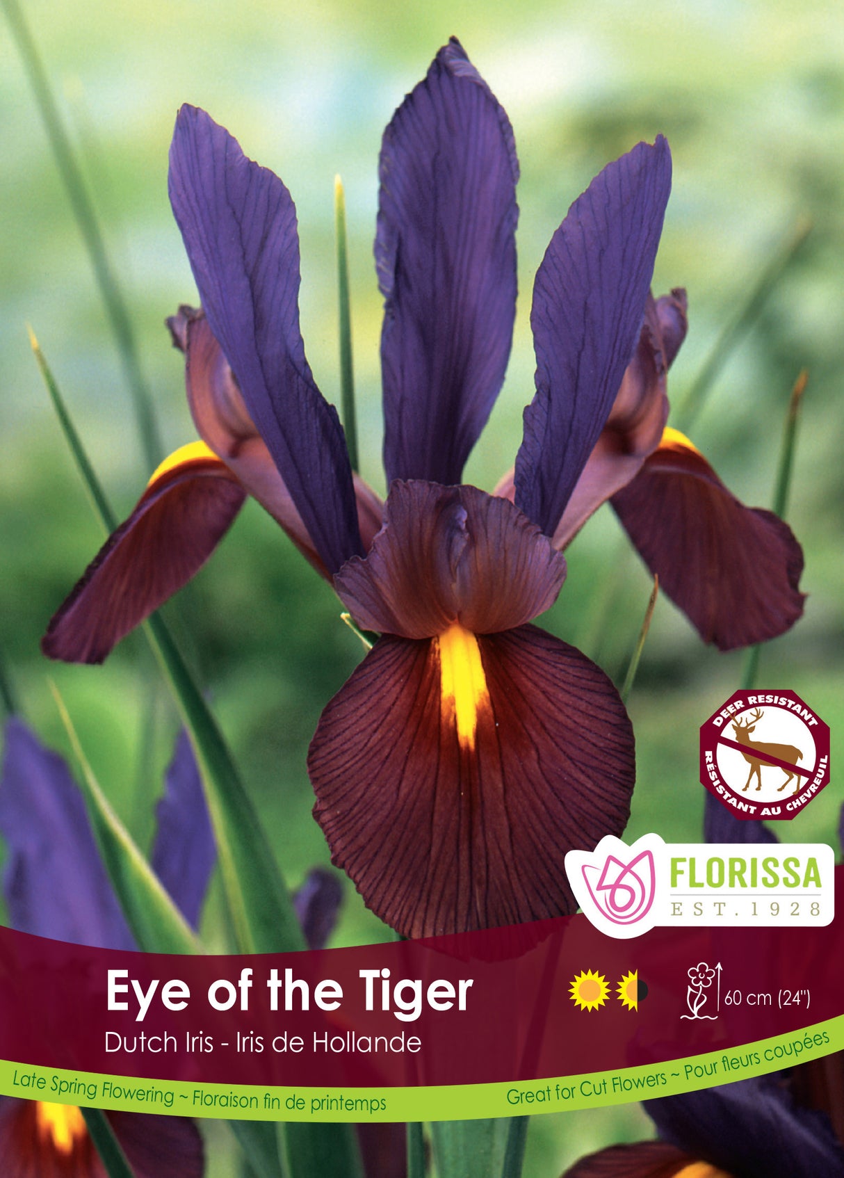 Iris Dutch - Eye Of The Tiger Bulk