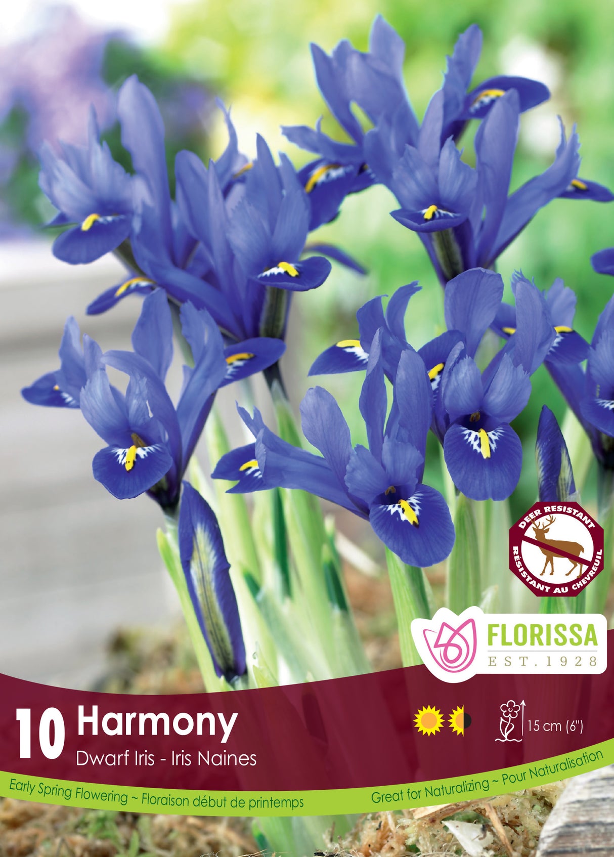 Iris Dwarf - Harmony Retail