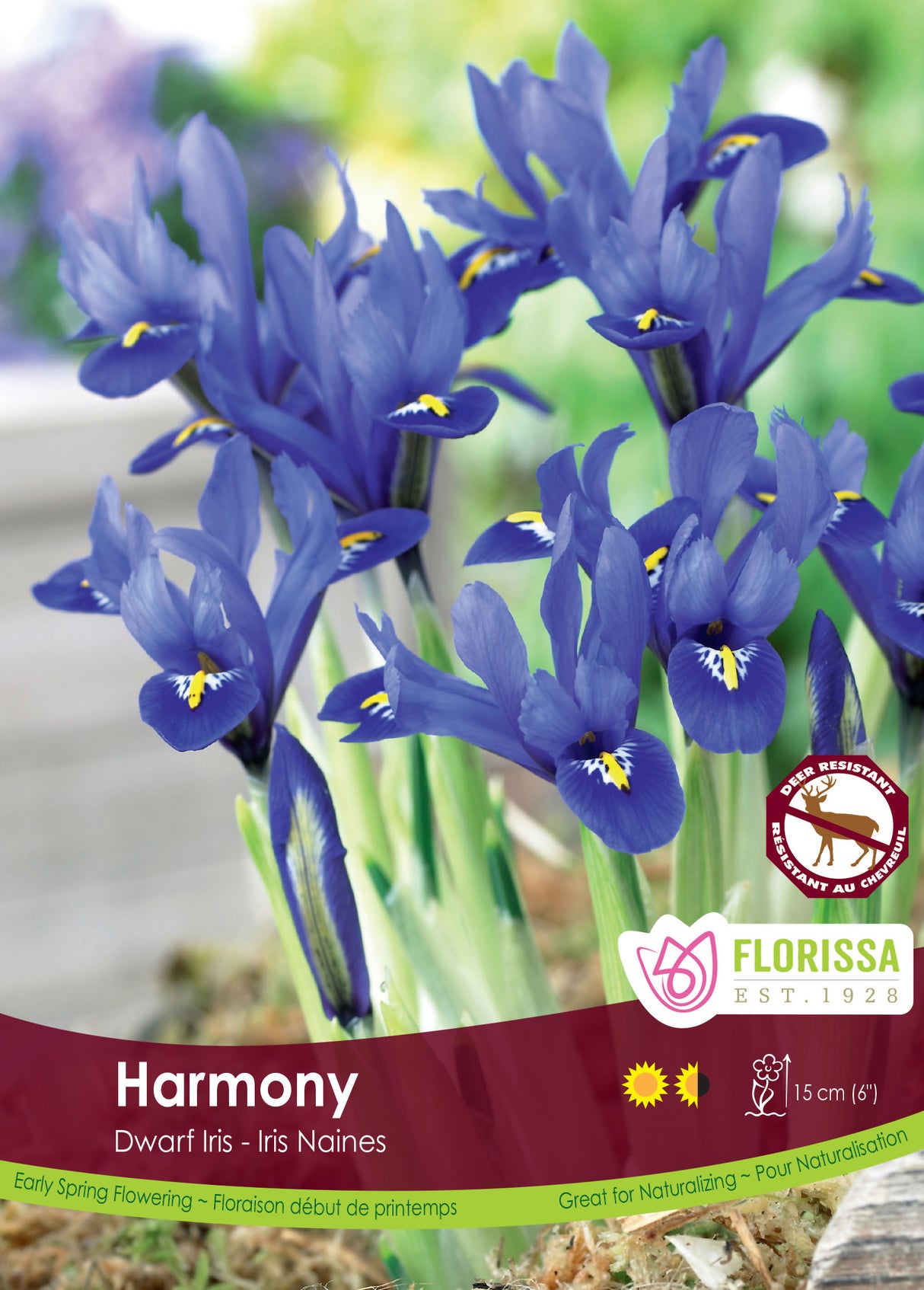 Iris Dwarf - Harmony Bulk