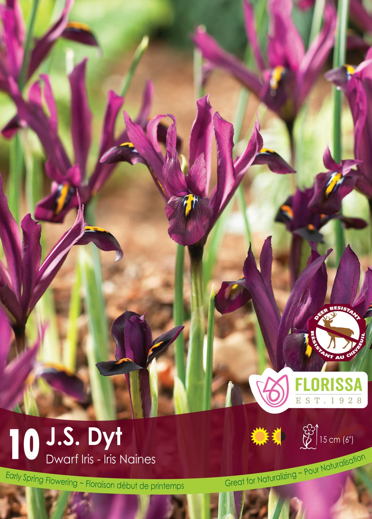 Iris Dwarf - J.S. Dyt Retail