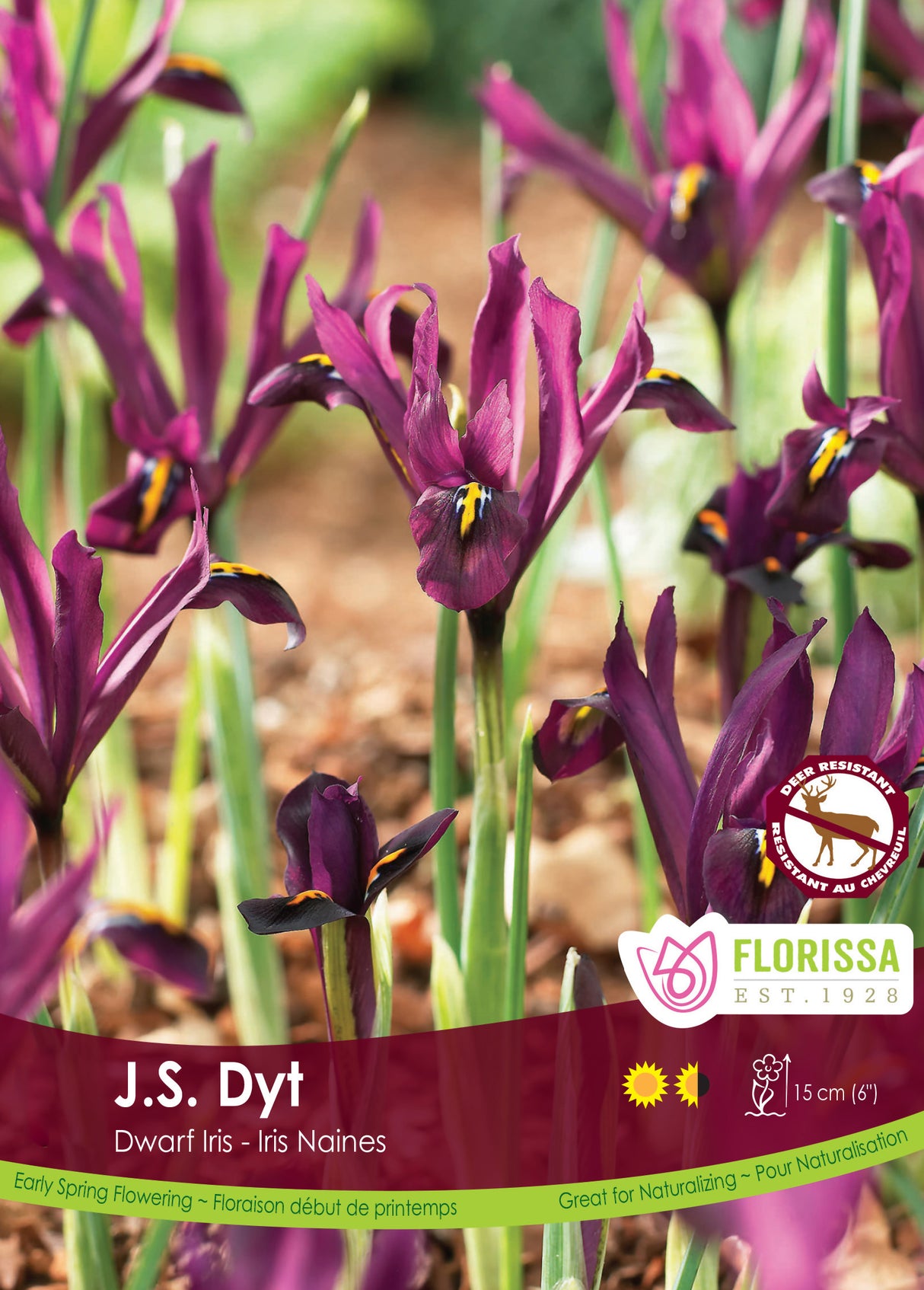 Iris Dwarf - J.S. Dyt Bulk