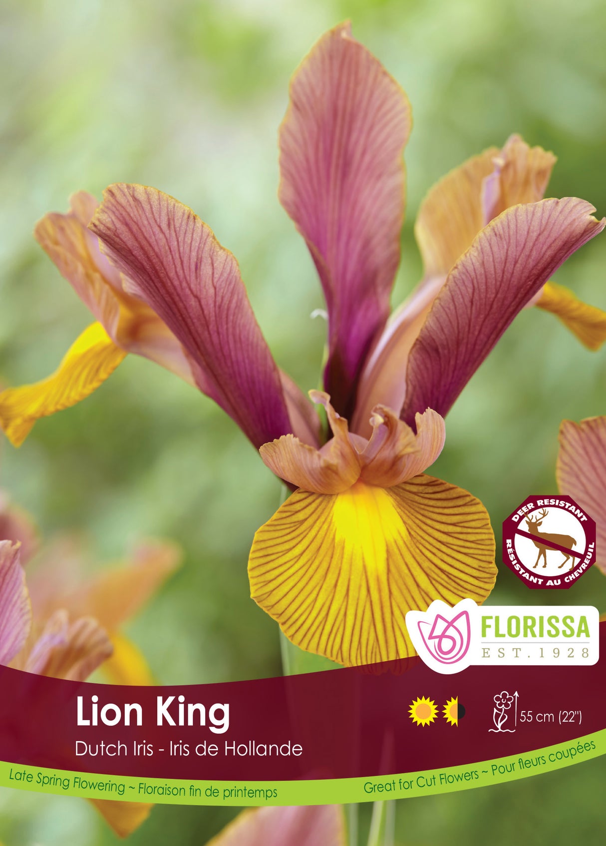 Iris Dutch - Lion King Bulk