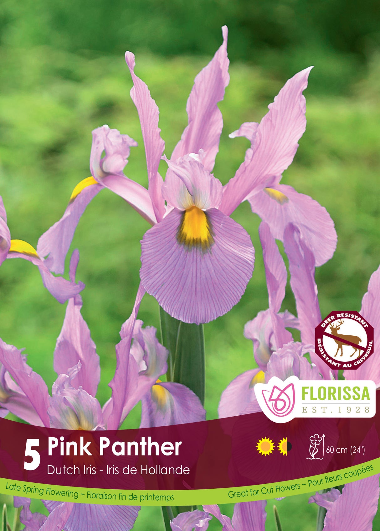 Iris Dutch - Pink Panther Retail