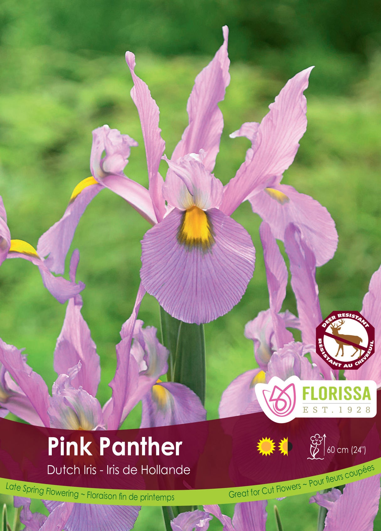 Iris Dutch - Pink Panther Bulk