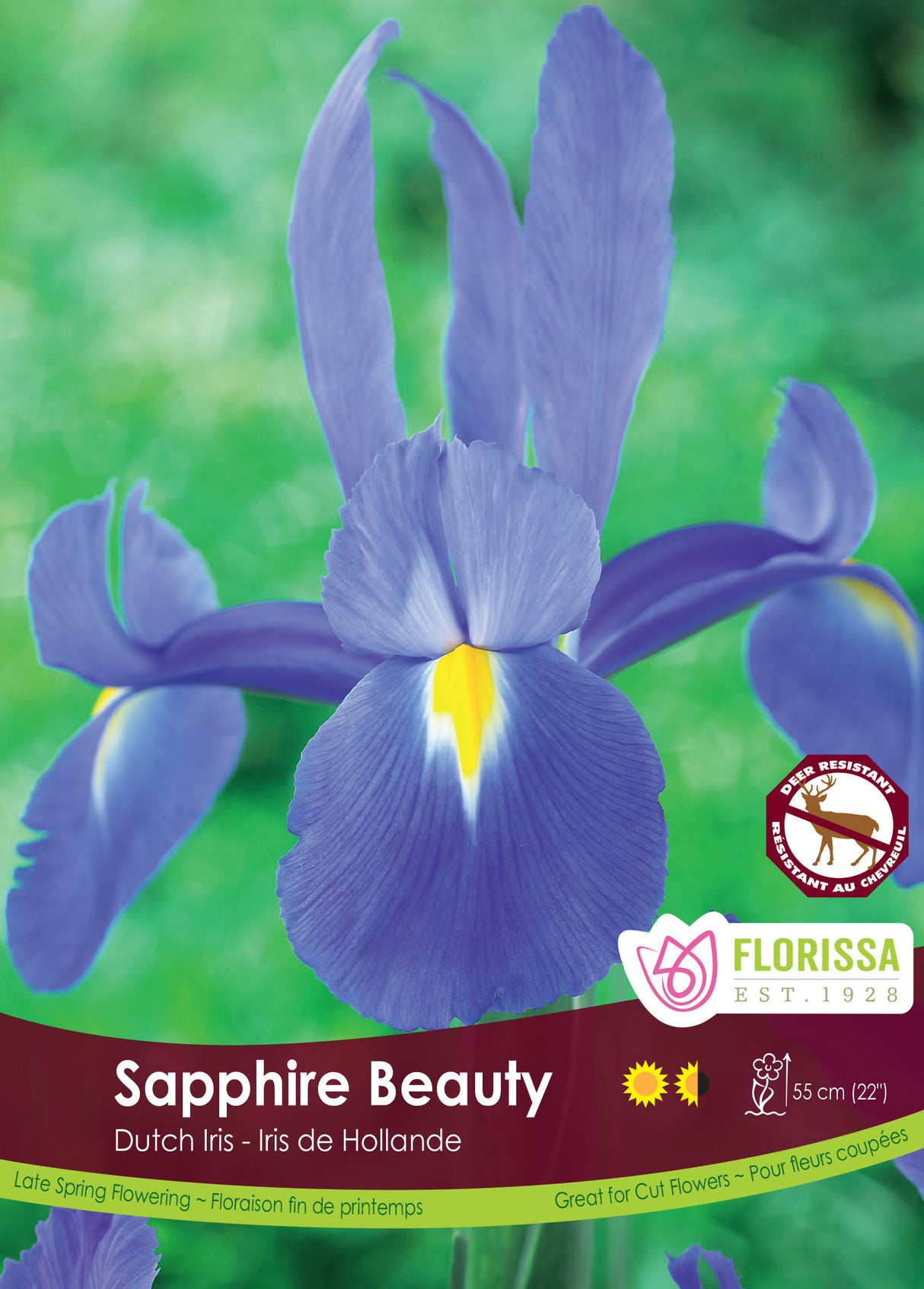 Iris Dutch - Sapphire Beauty Bulk