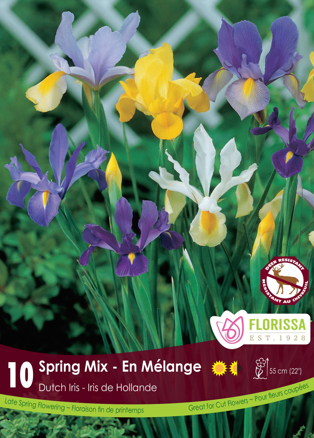 Iris Dutch - Spring Mix Retail