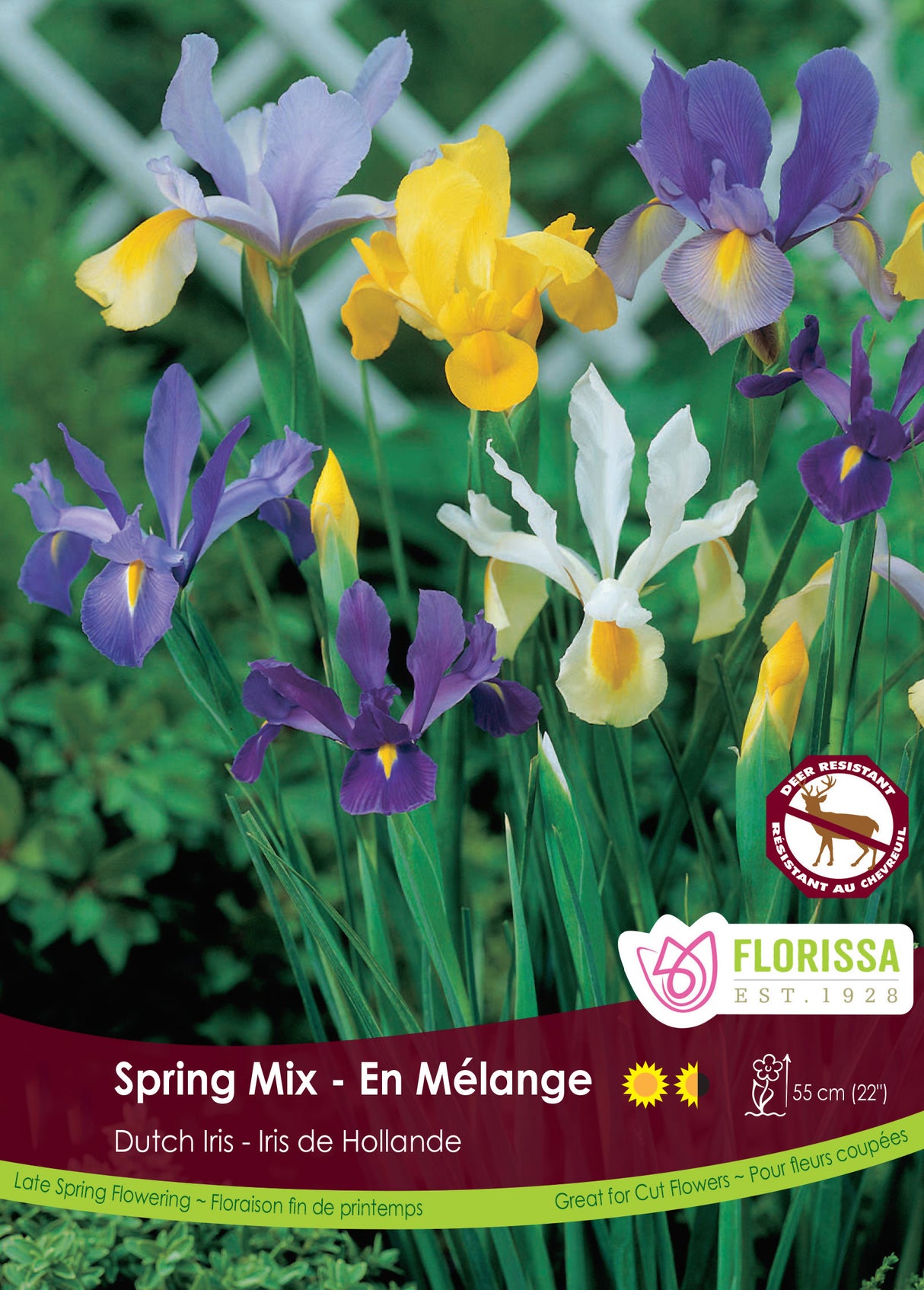 Iris Dutch - Spring Mix Bulk