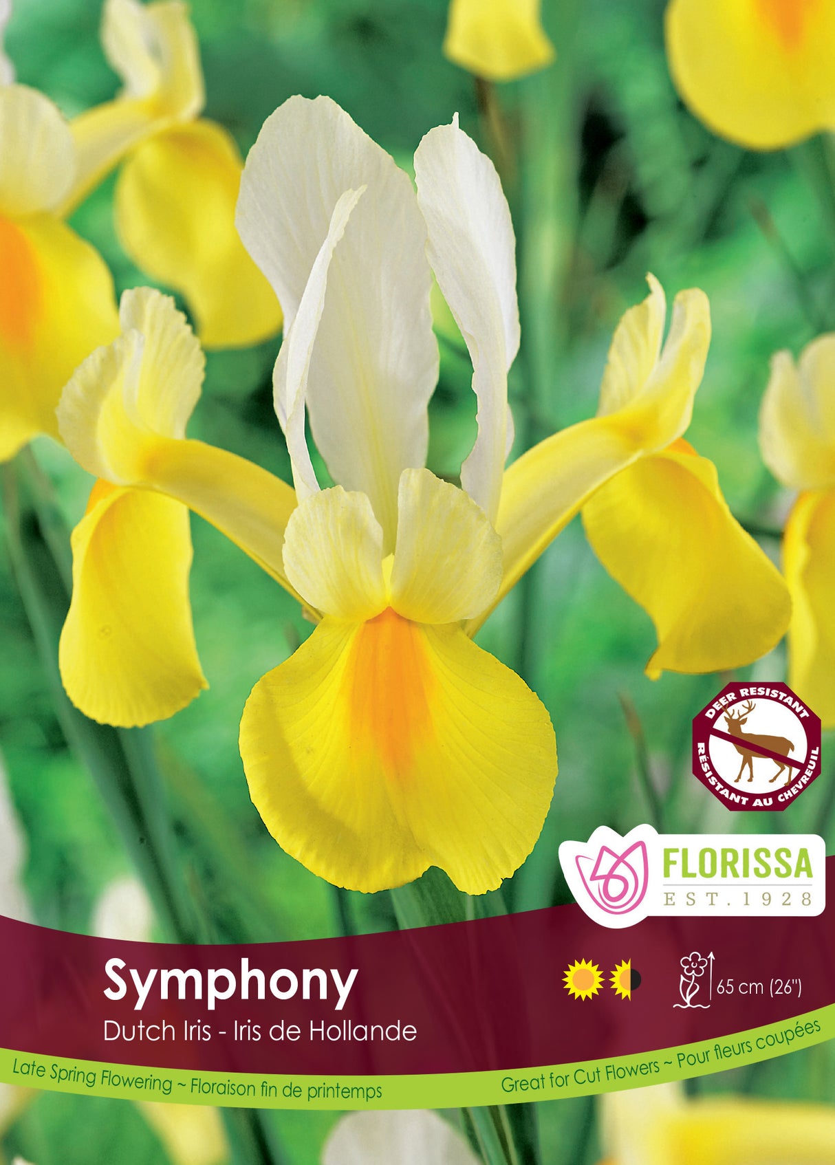 Iris Dutch - Symphony Bulk