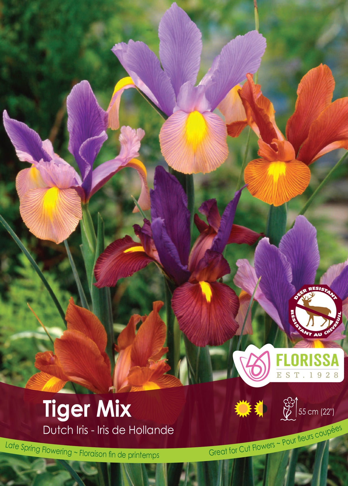 Iris Dutch - Tiger Mix Bulk