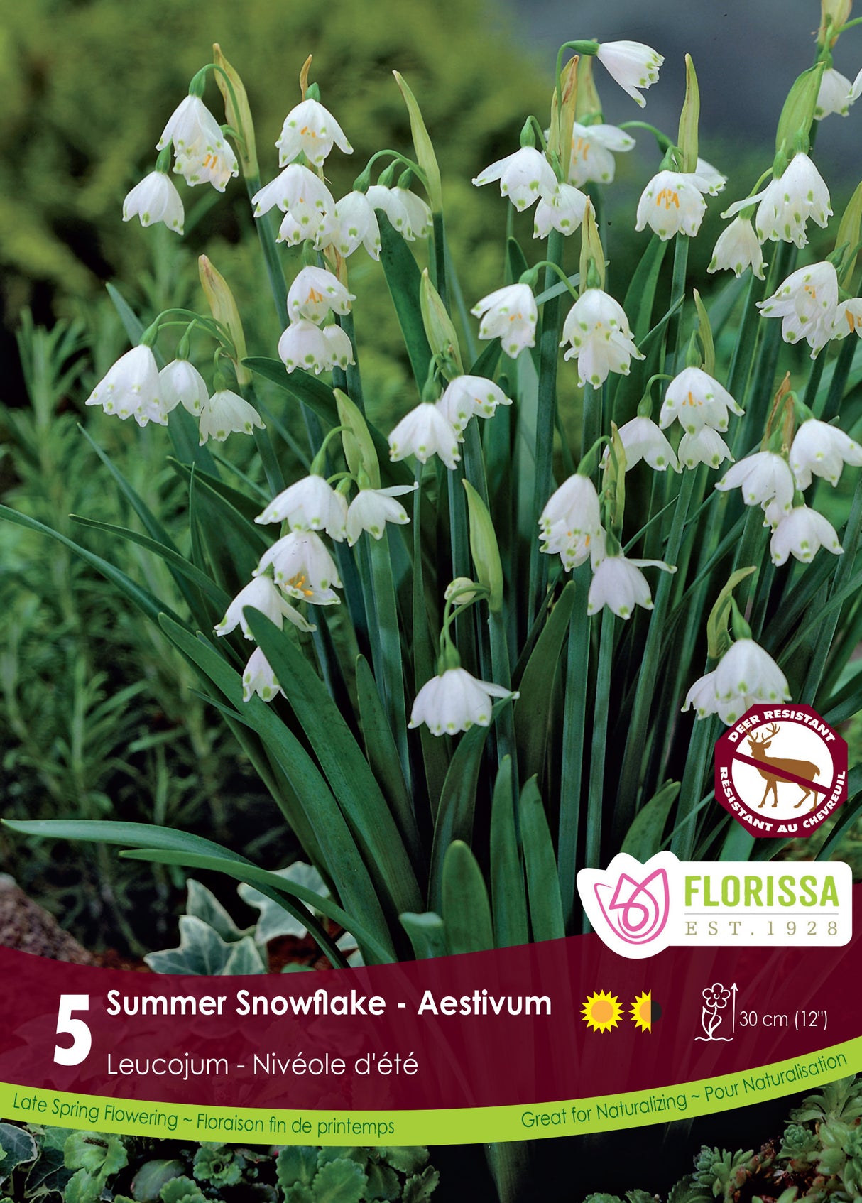 Leucojum - Aestivum Retail