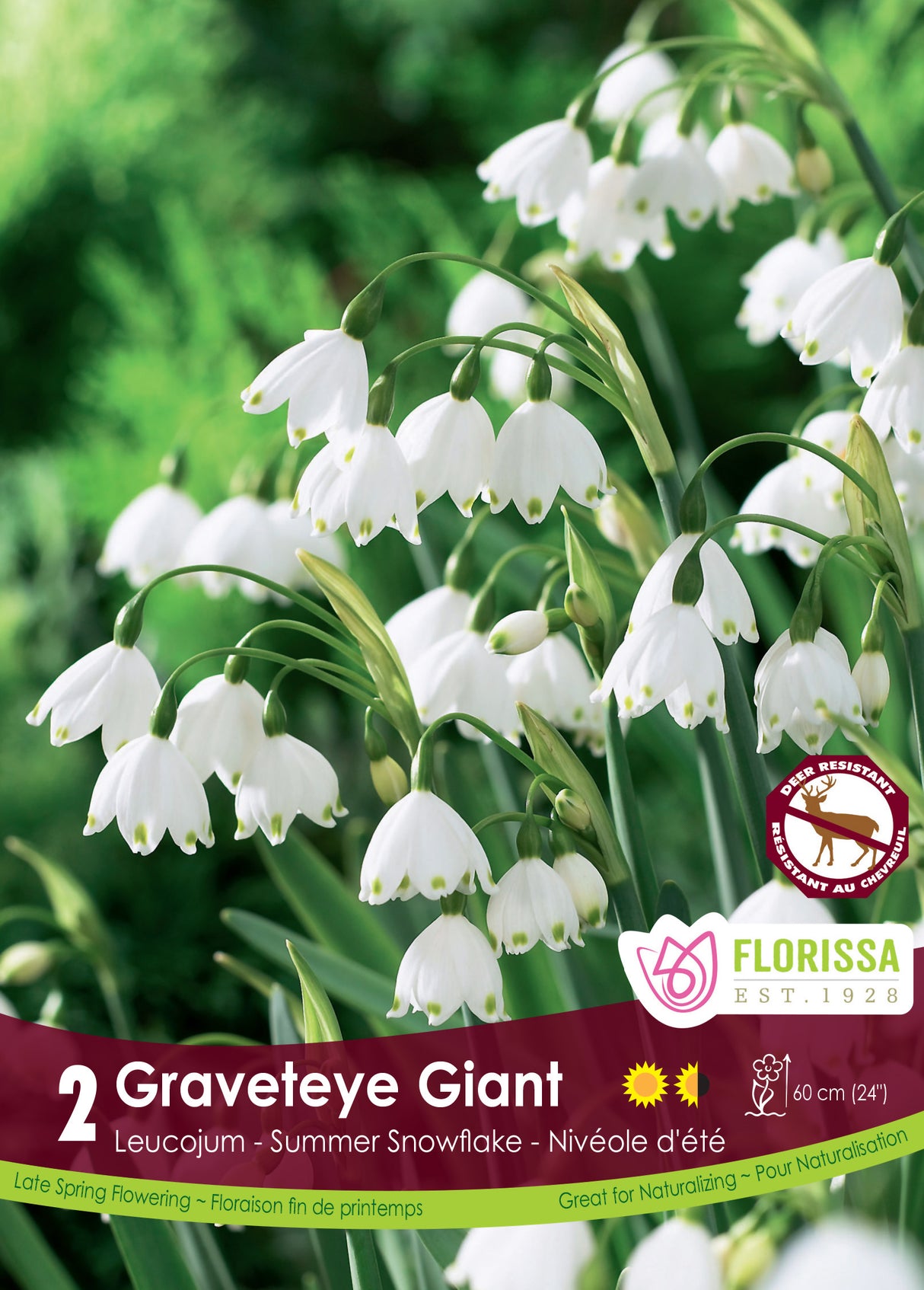 Gravetye Giant - Leucojum Retail