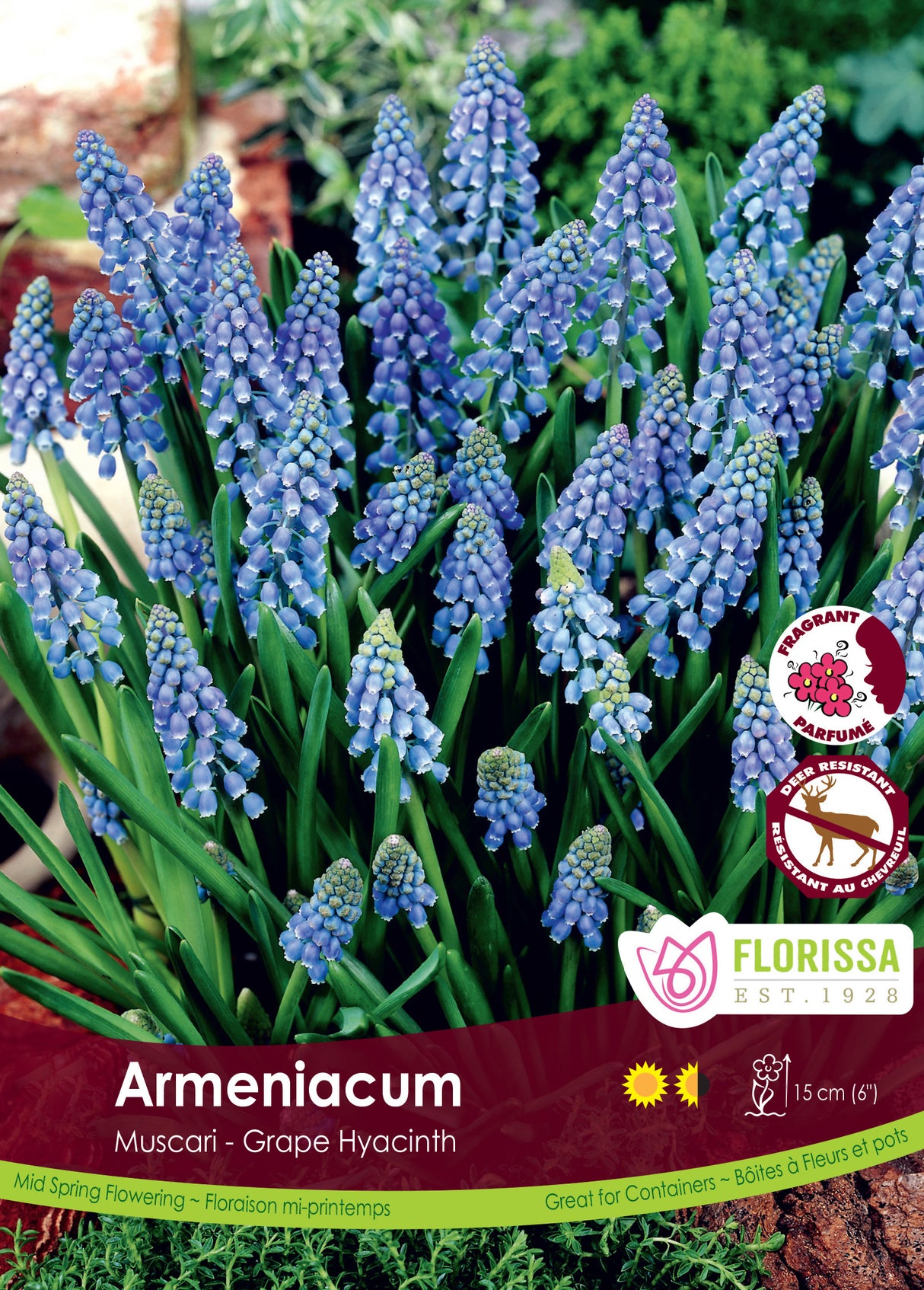 Muscari - Armeniacum Bulk