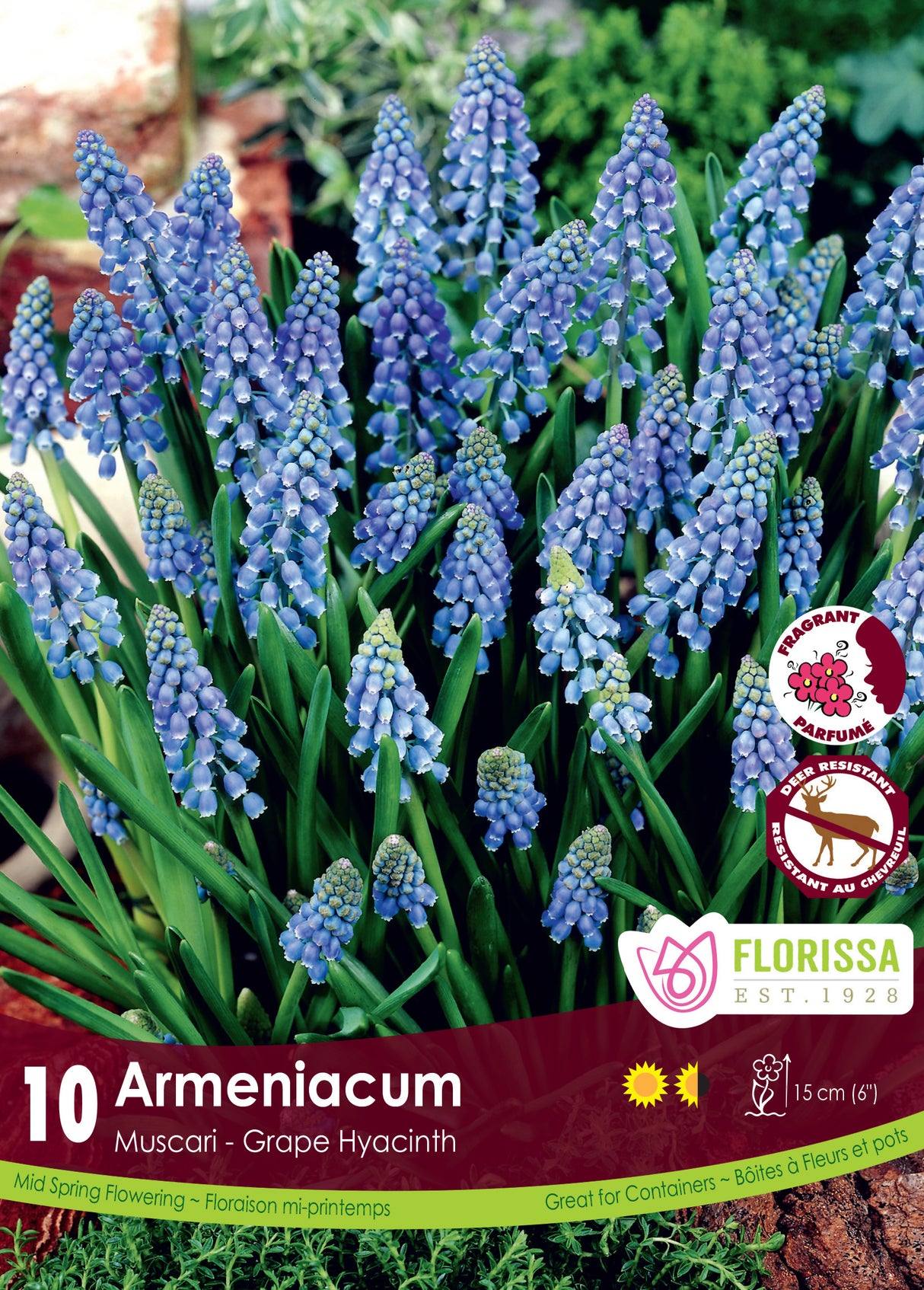 Muscari - Armeniacum Retail