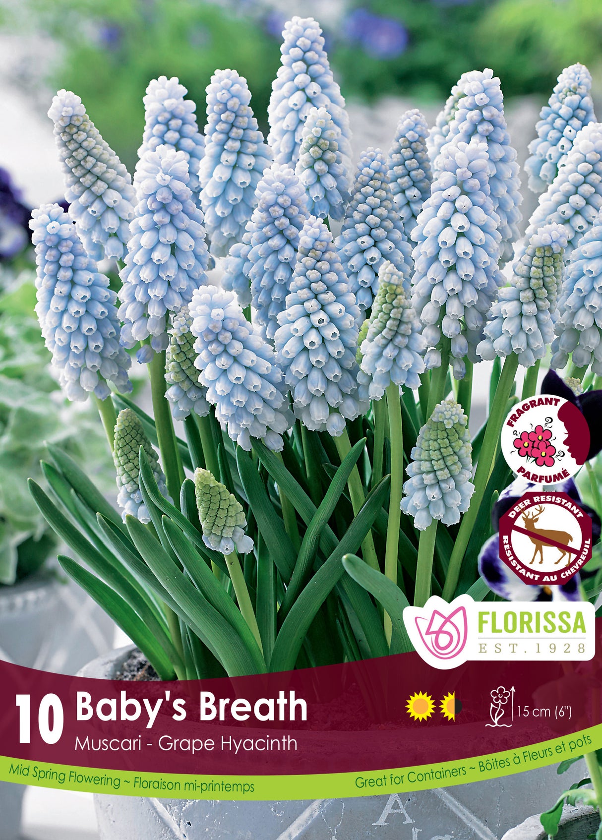 Muscari - Baby's Breath Retail