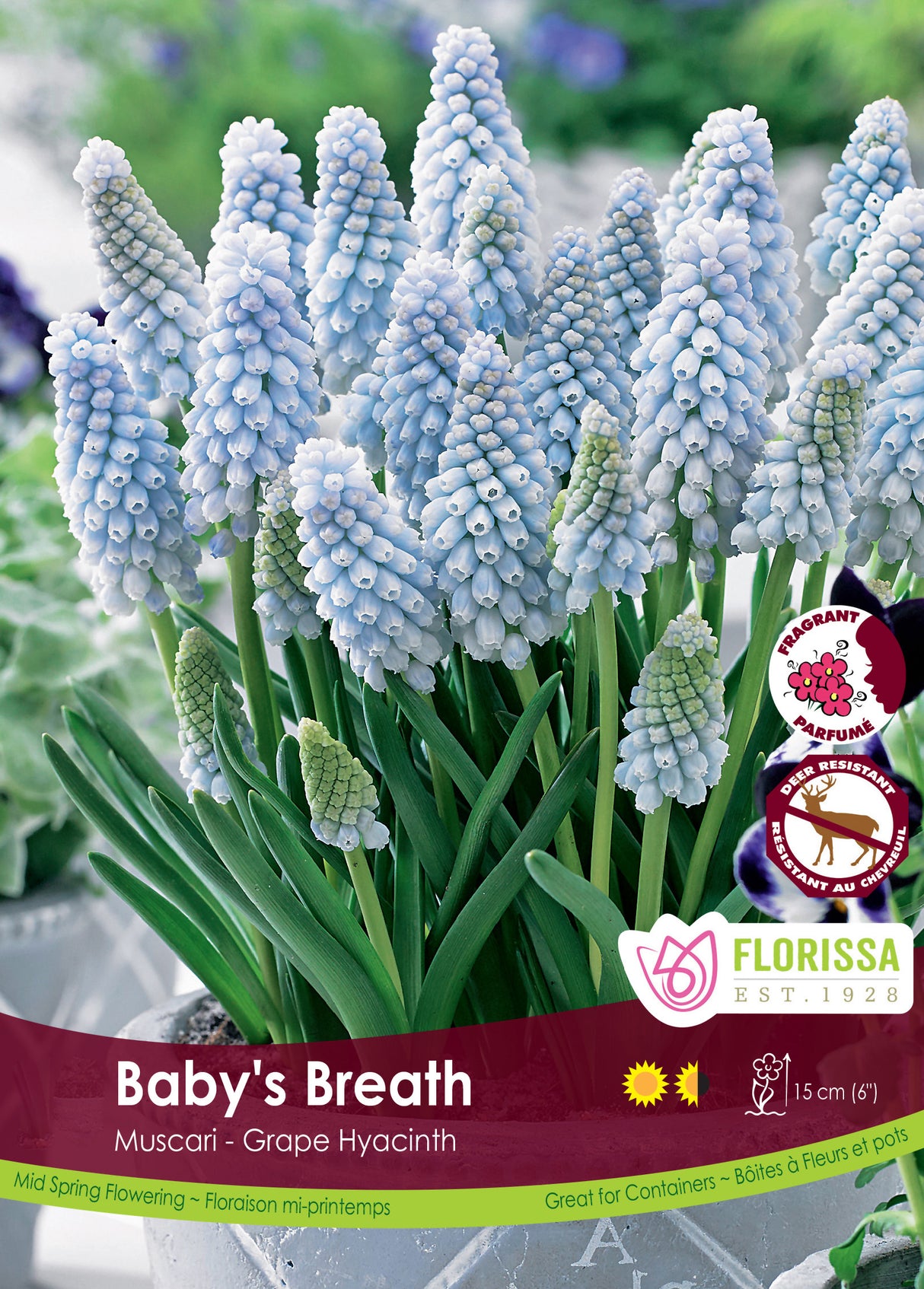 Muscari - Baby's Breath Bulk