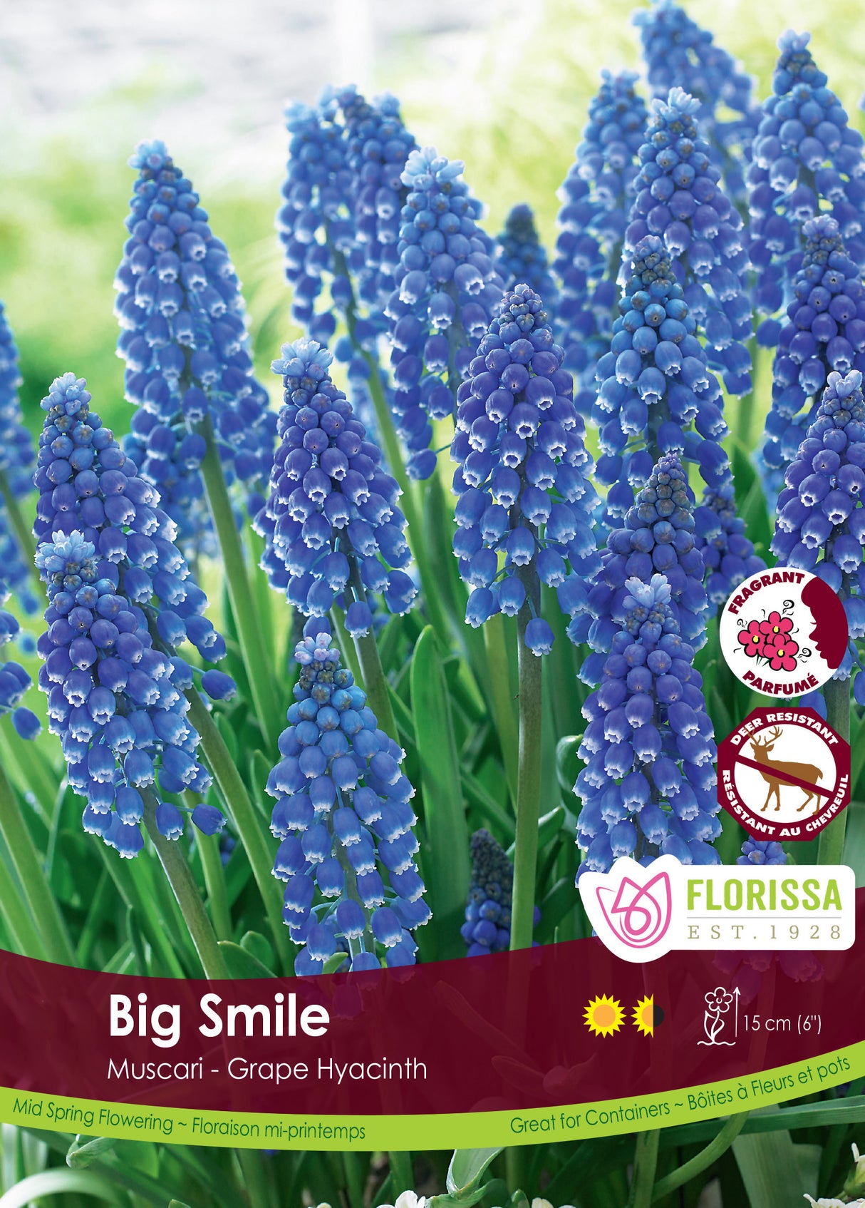 Muscari - Big Smile Retail