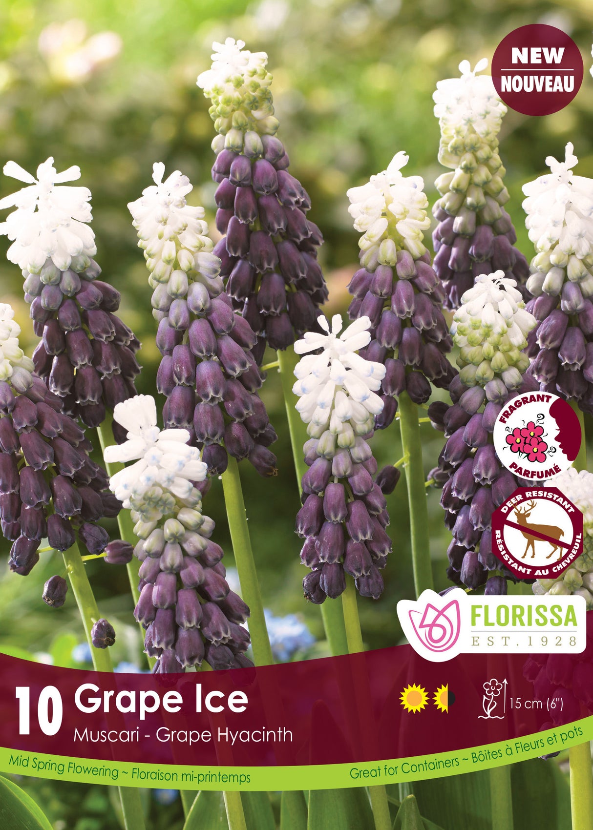 Muscari - Grape Ice Retail
