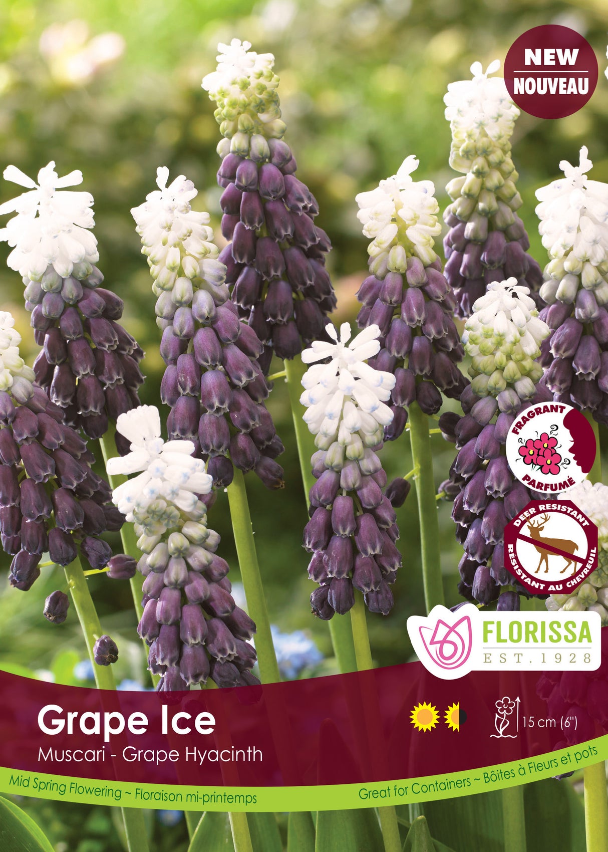 Muscari - Grape Ice Bulk
