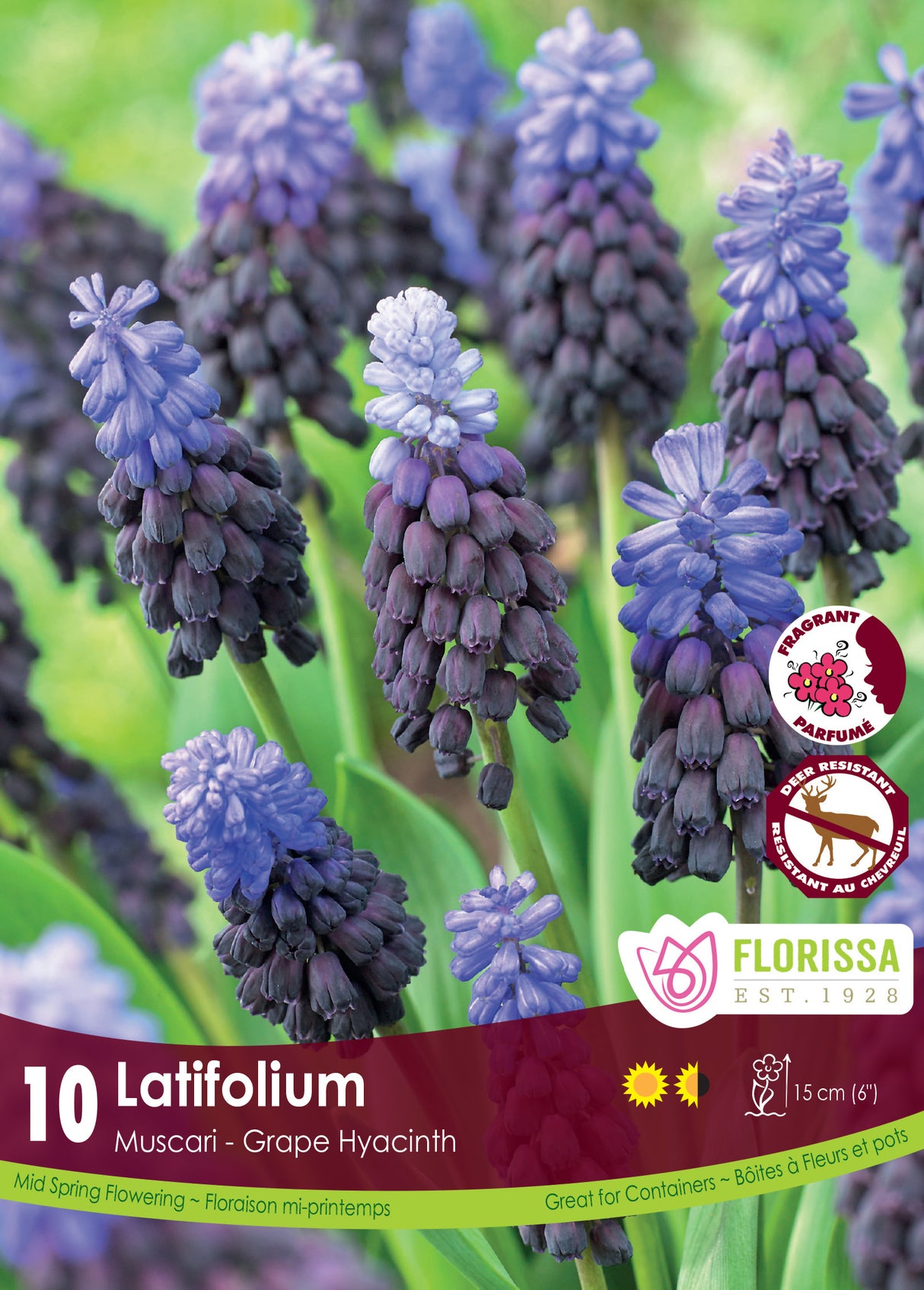 Muscari - Latifolium Retail