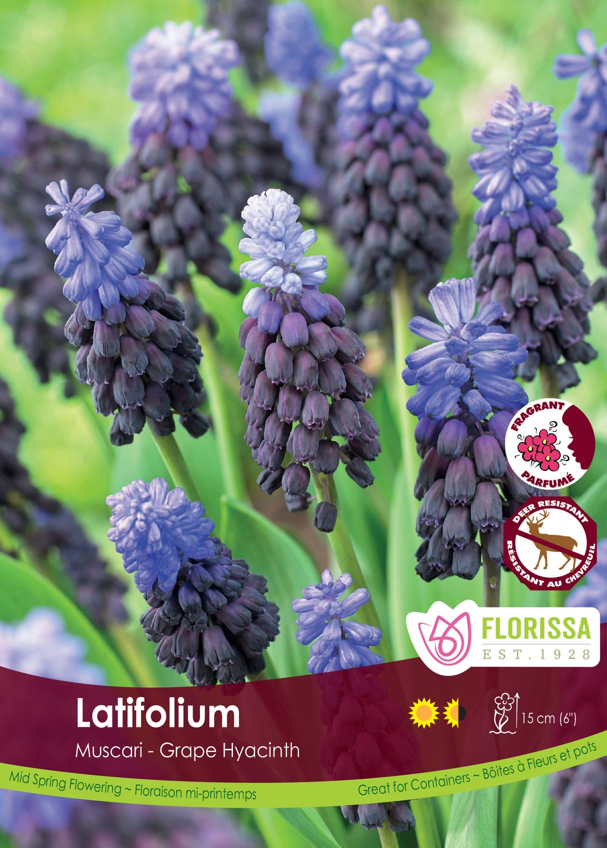 Muscari - Latifolium Bulk