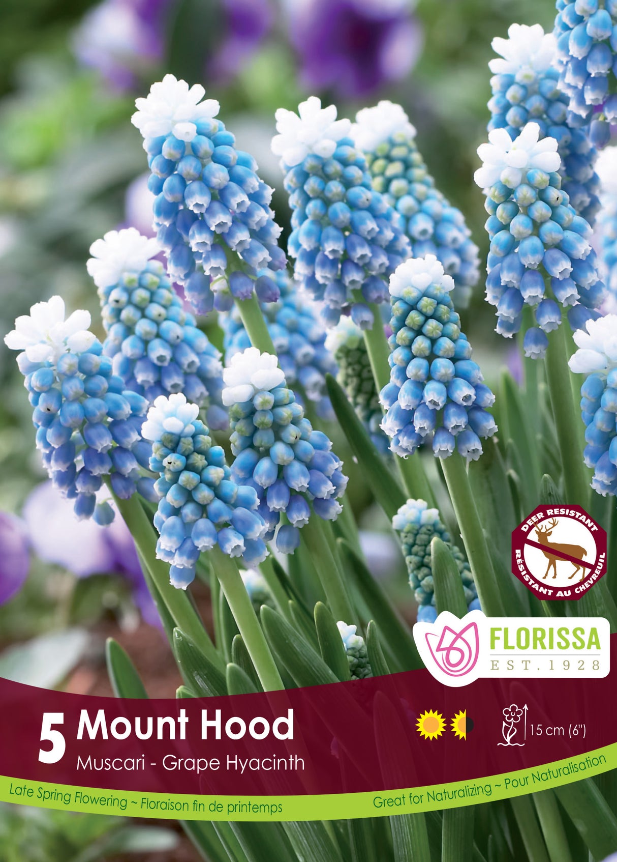 Muscari - Mount Hood Retail