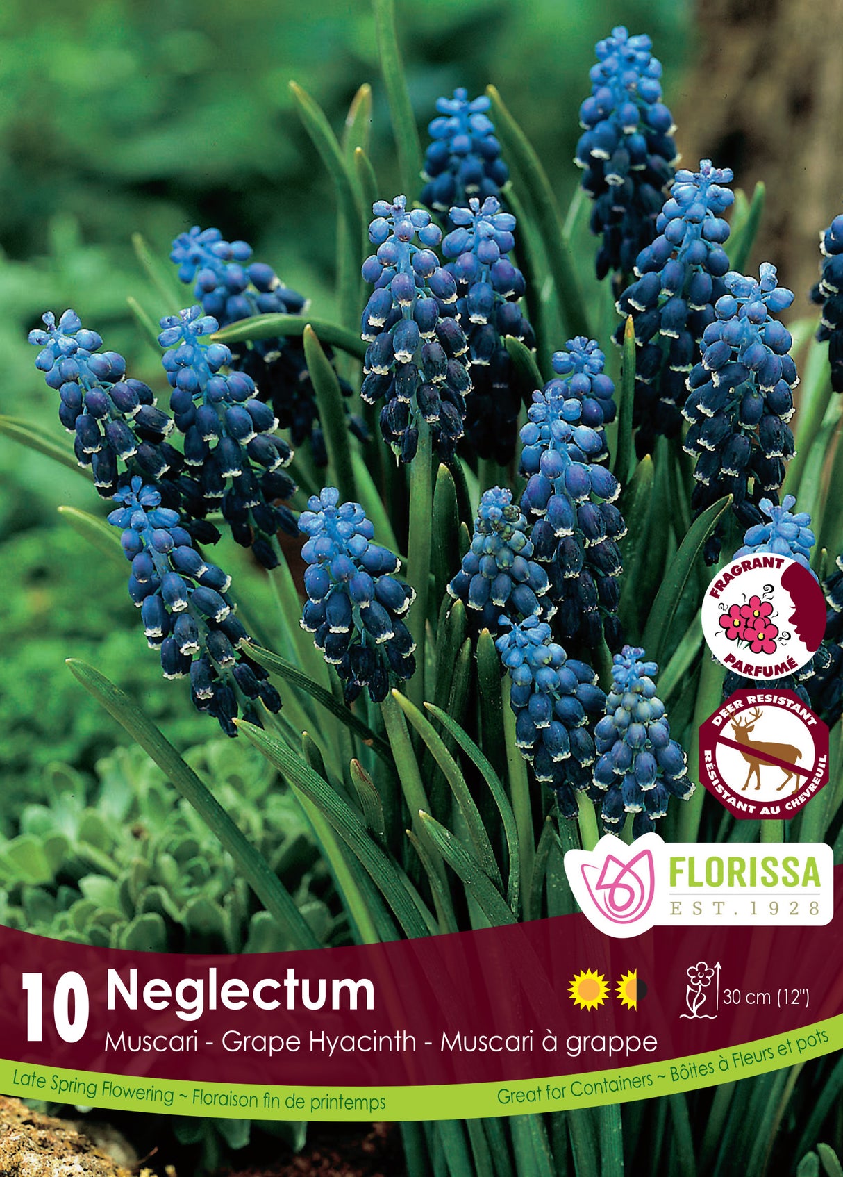 Muscari - Neglectum Retail