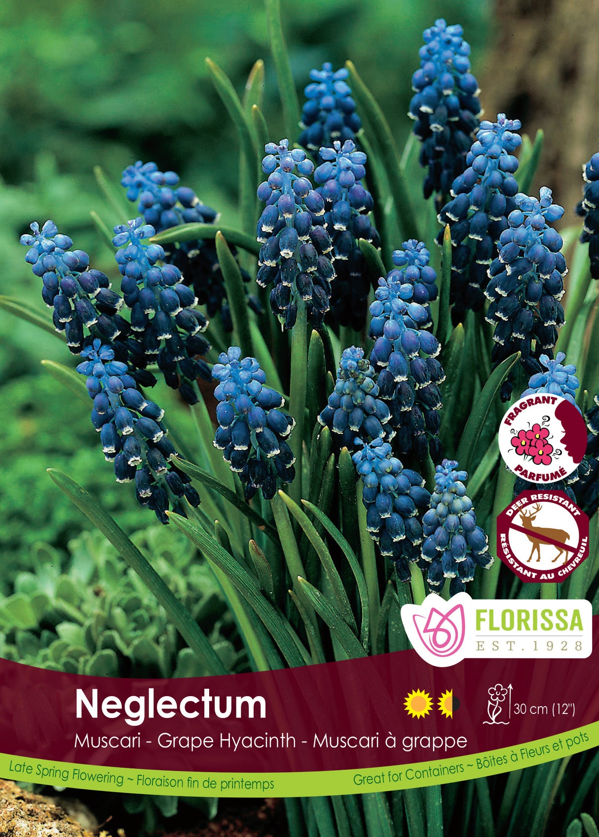Muscari - Neglectum Bulk