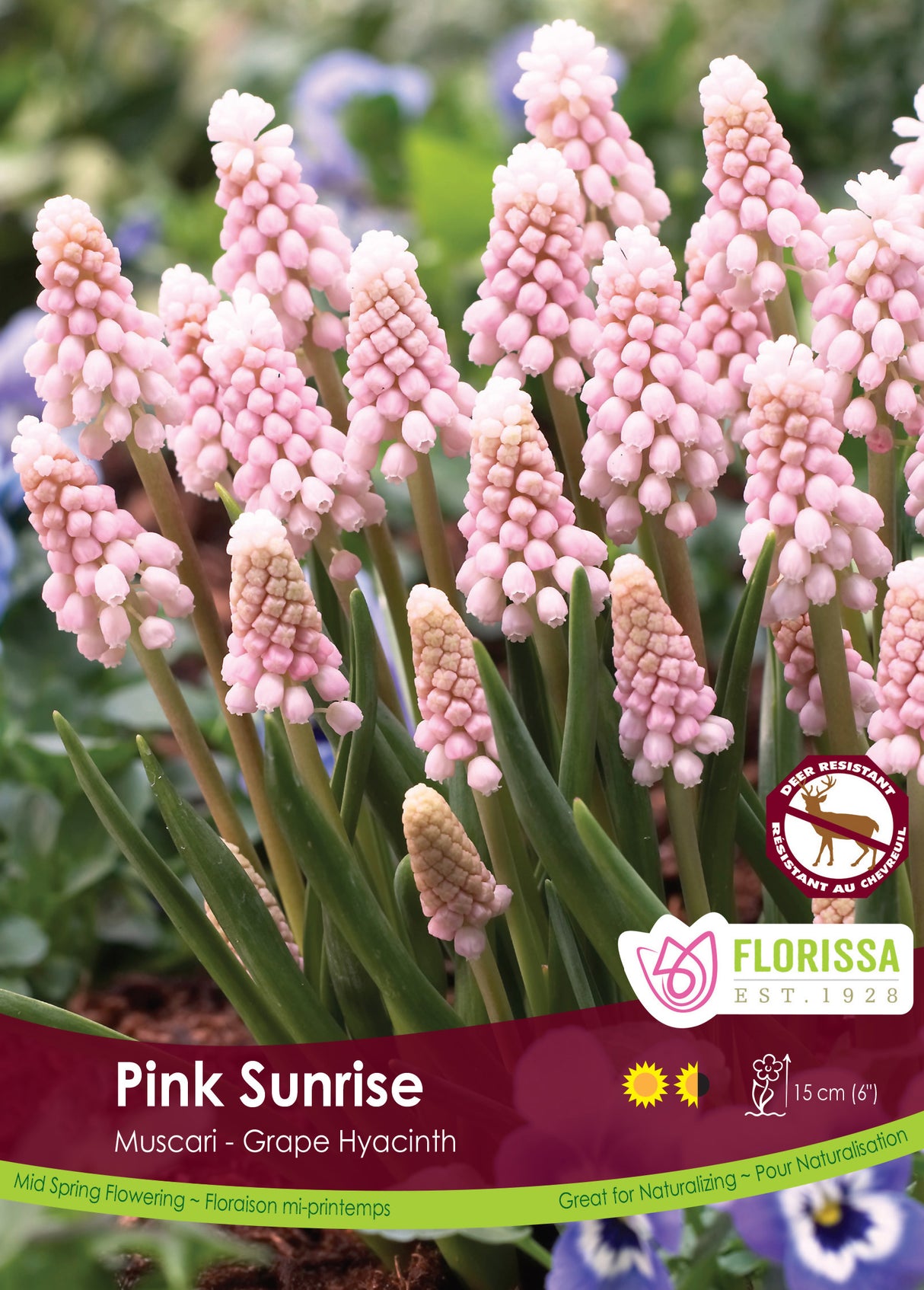 Muscari - Pink Sunrise Bulk