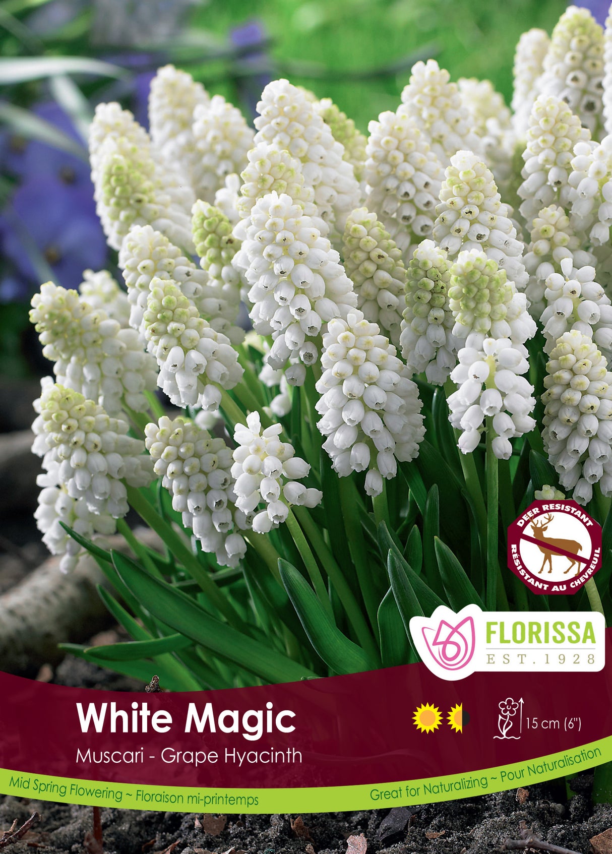 Muscari - White Magic Bulk