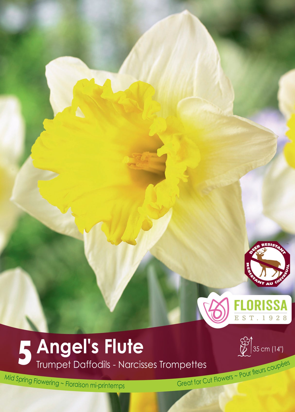 Narcissus Trumpet - Angel’s Flute Retail