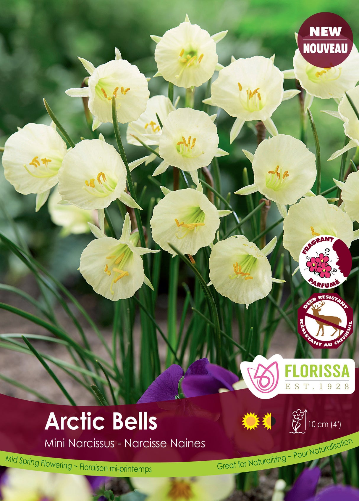Narcissus Mini - Arctic Bells Bulk