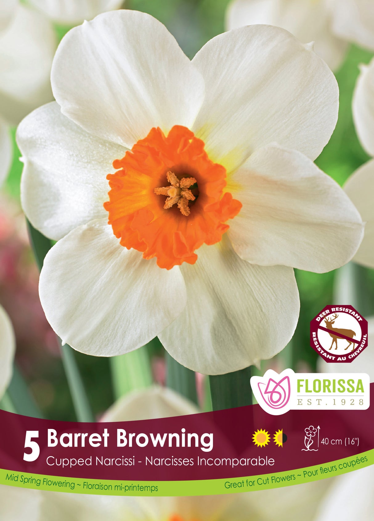 Narcissus Cupped - Barret Browning Retail