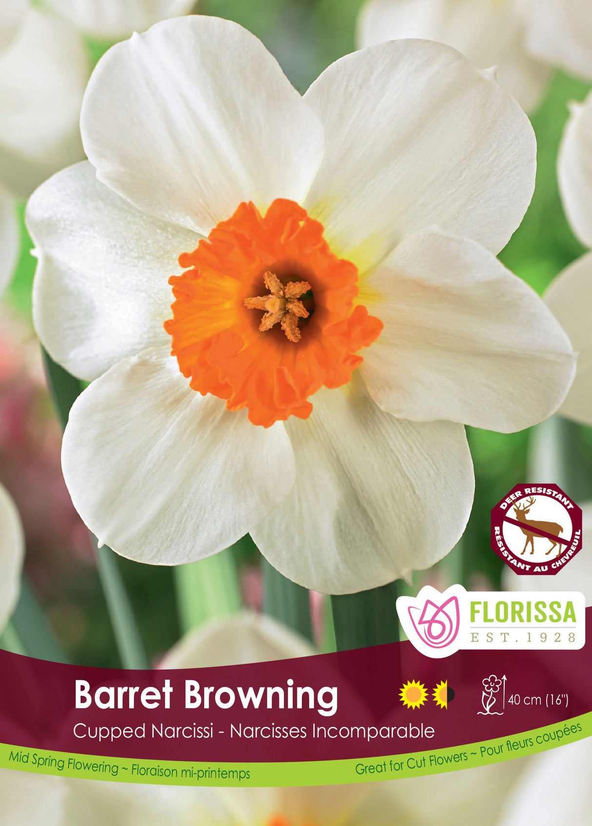 Narcissus Cupped - Barret Browning Bulk