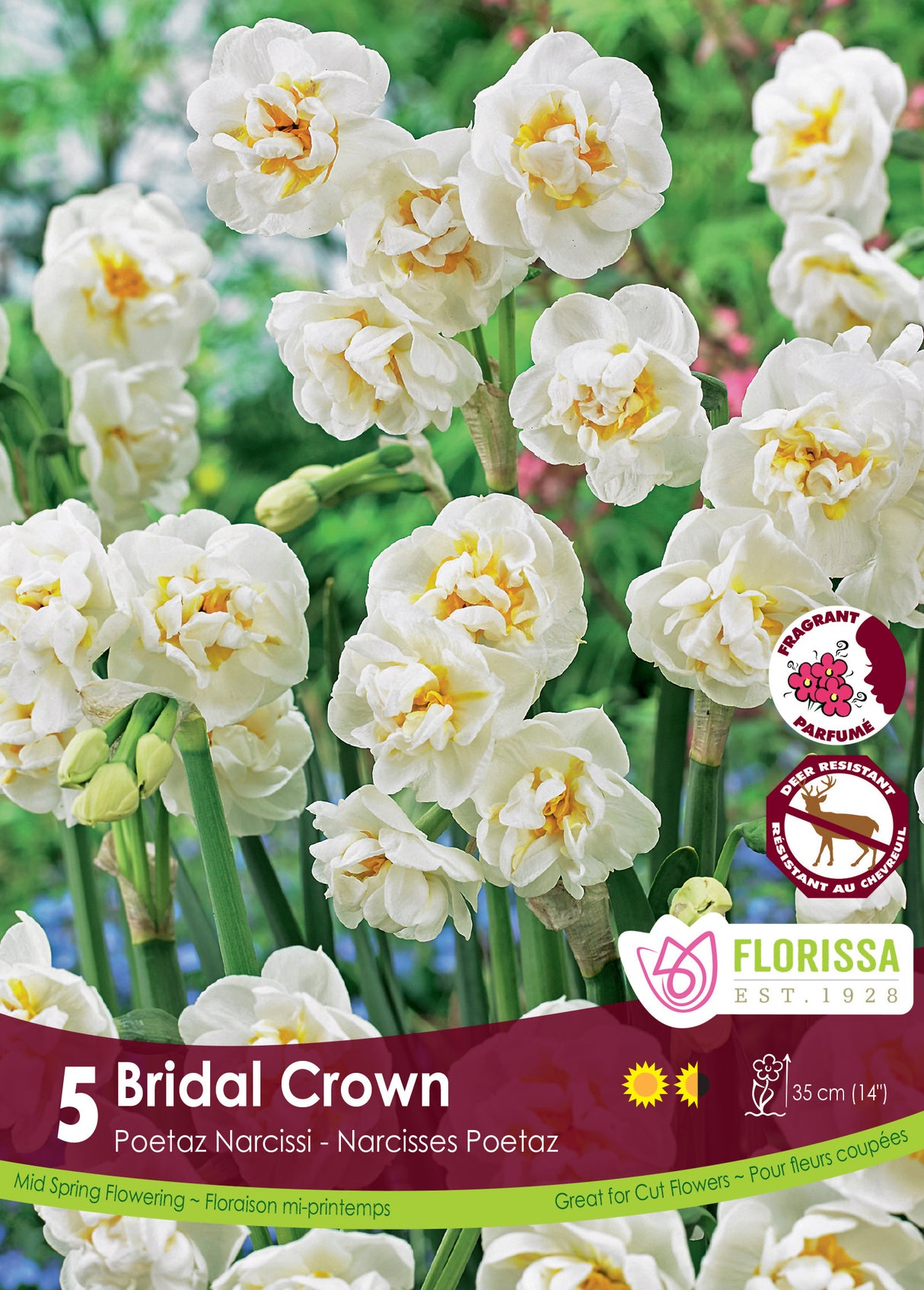 Narcissus Poetaz - Bridal Crown Retail
