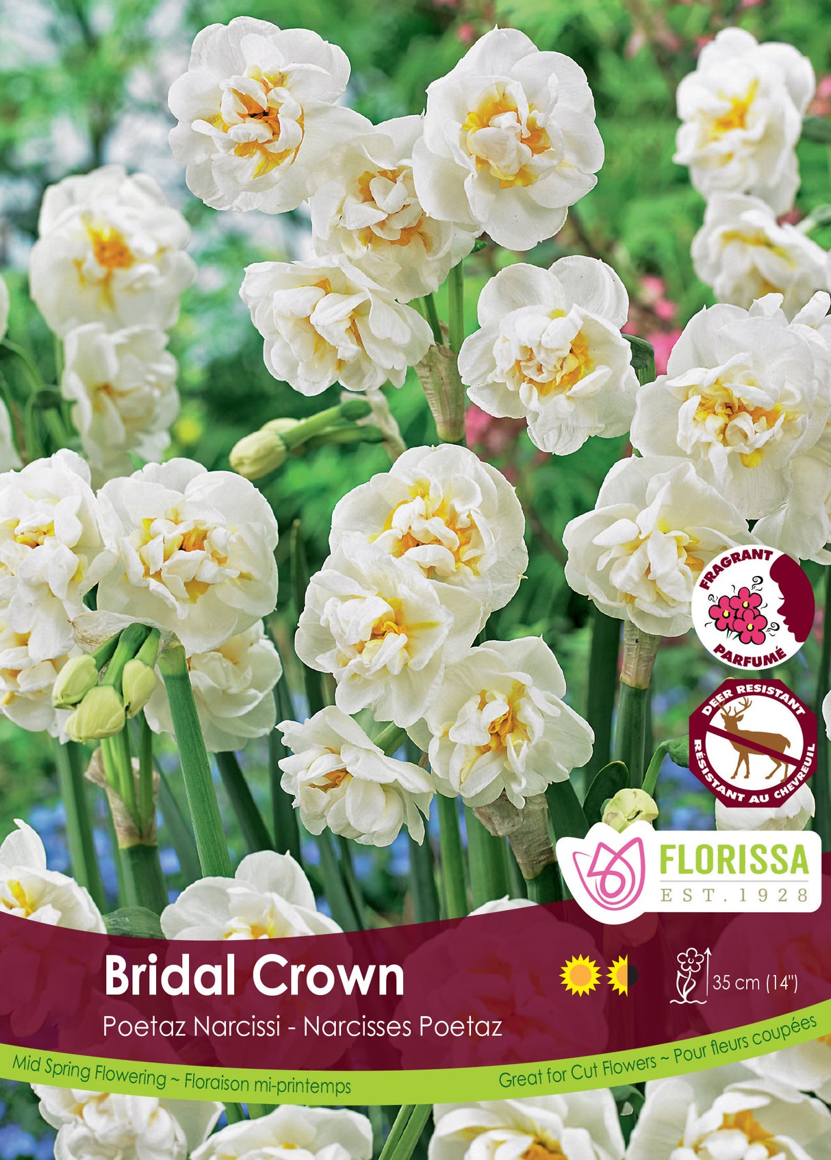 Narcissus Poetaz - Bridal Crown Bulk