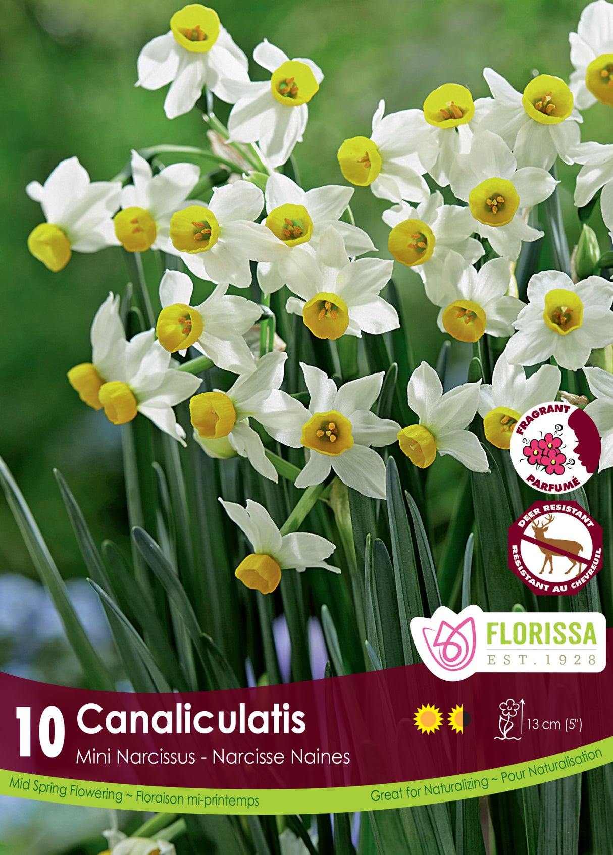 Narcissus Mini - Canaliculatis Retail