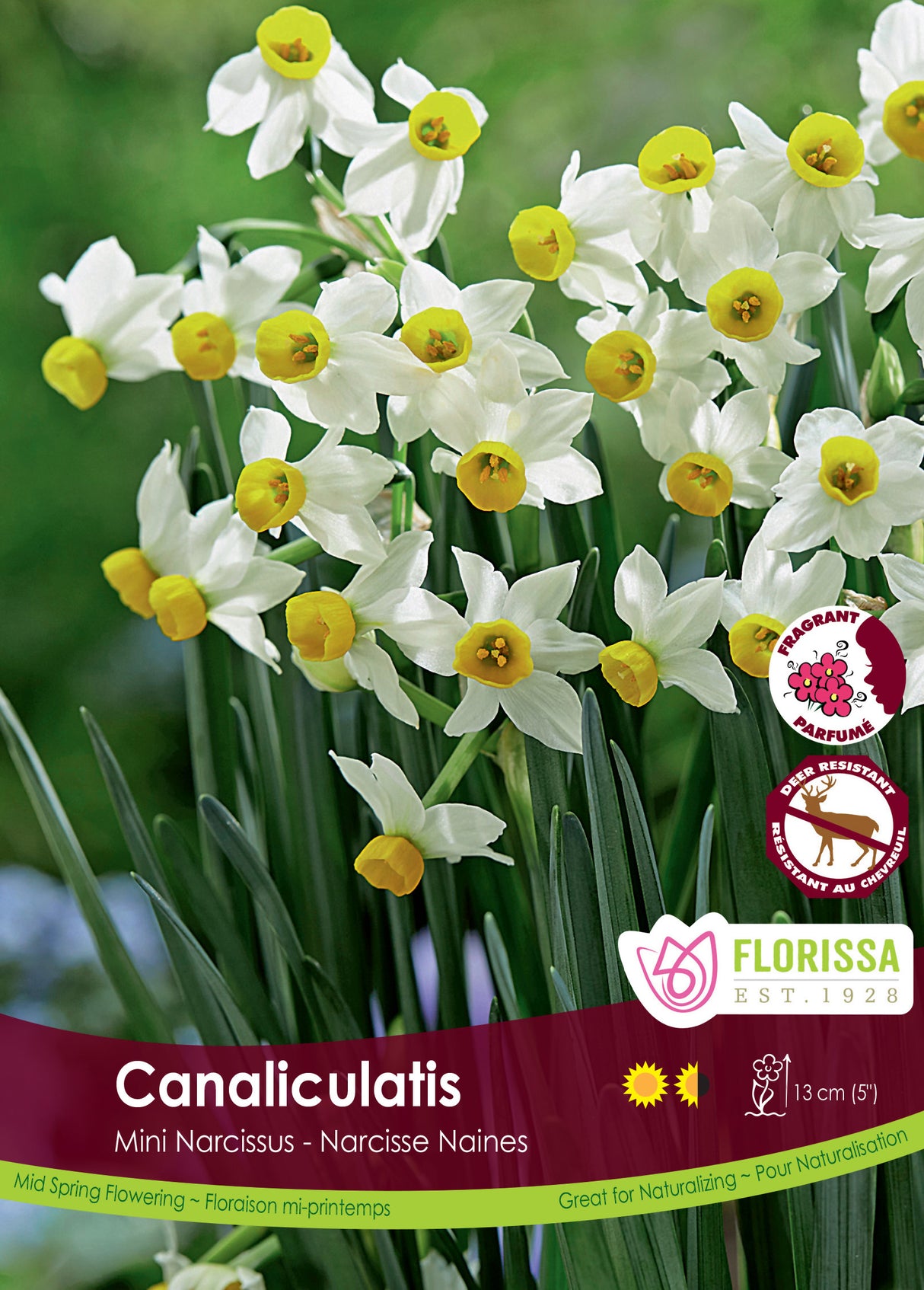 Narcissus Mini - Canaliculatis Bulk