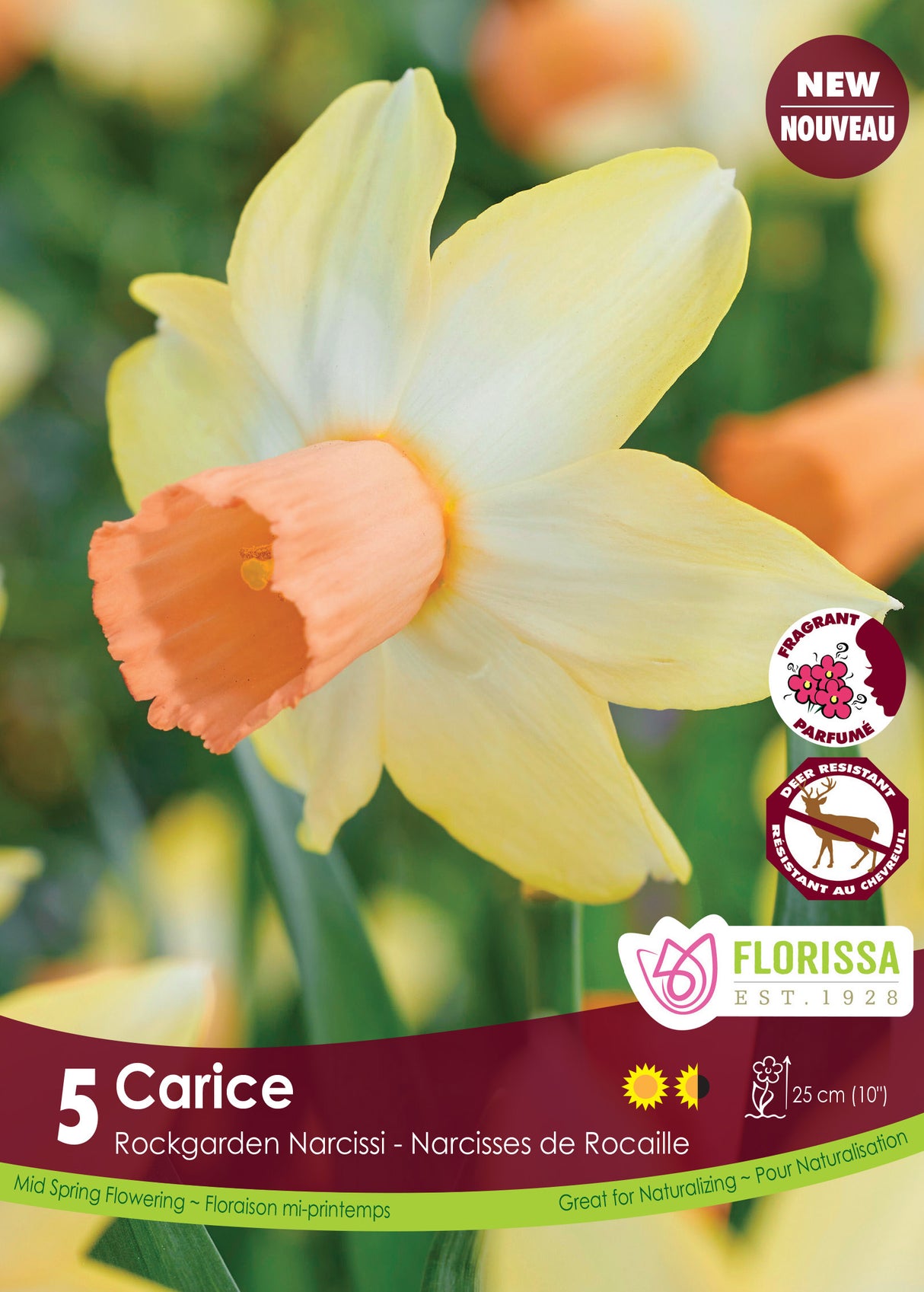 Narcissus Rockgarden - Carice Retail