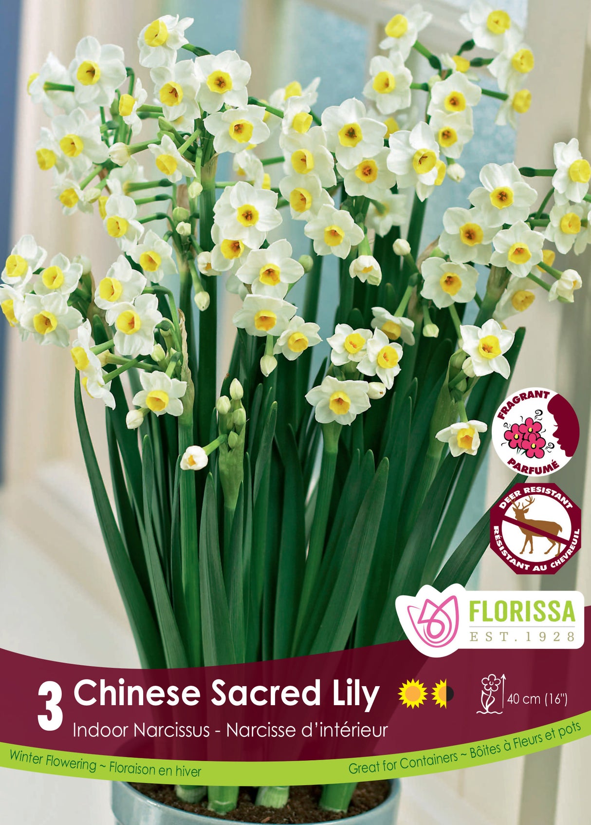 Narcissus Indoor - Chinese Sacred Lily Retail